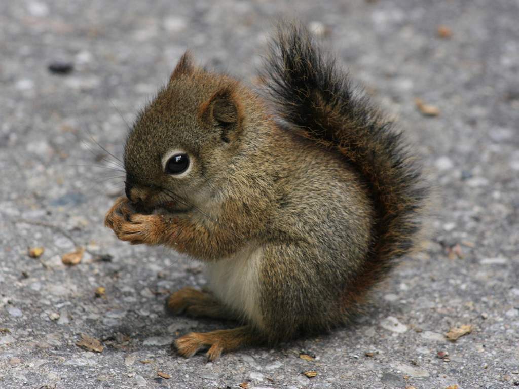 1024x768 Baby Animal Wallpaper