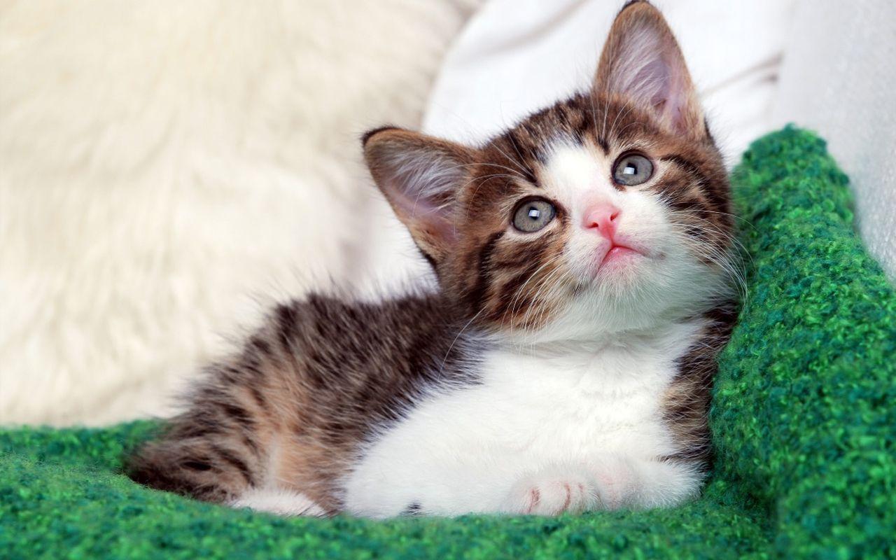 1280x800 Hình ảnh Động vật Em bé Cực kỳ Dễ thương trên khắp Thế giới https://wallpaperaccess.com/full/472885.jpg