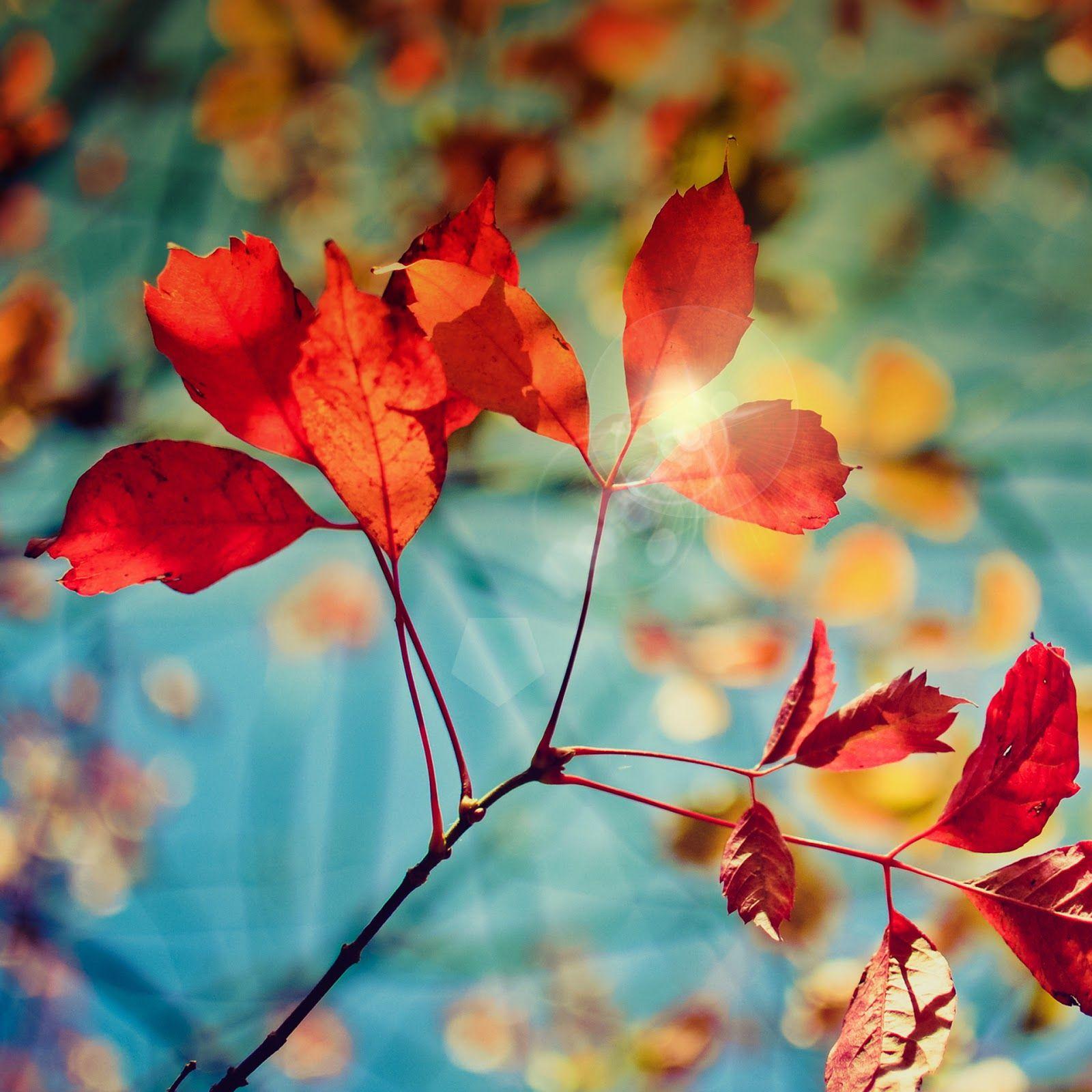 1600x1600 The Unique Wallpaper: Samsung Galaxy S4 Wallpaper HD