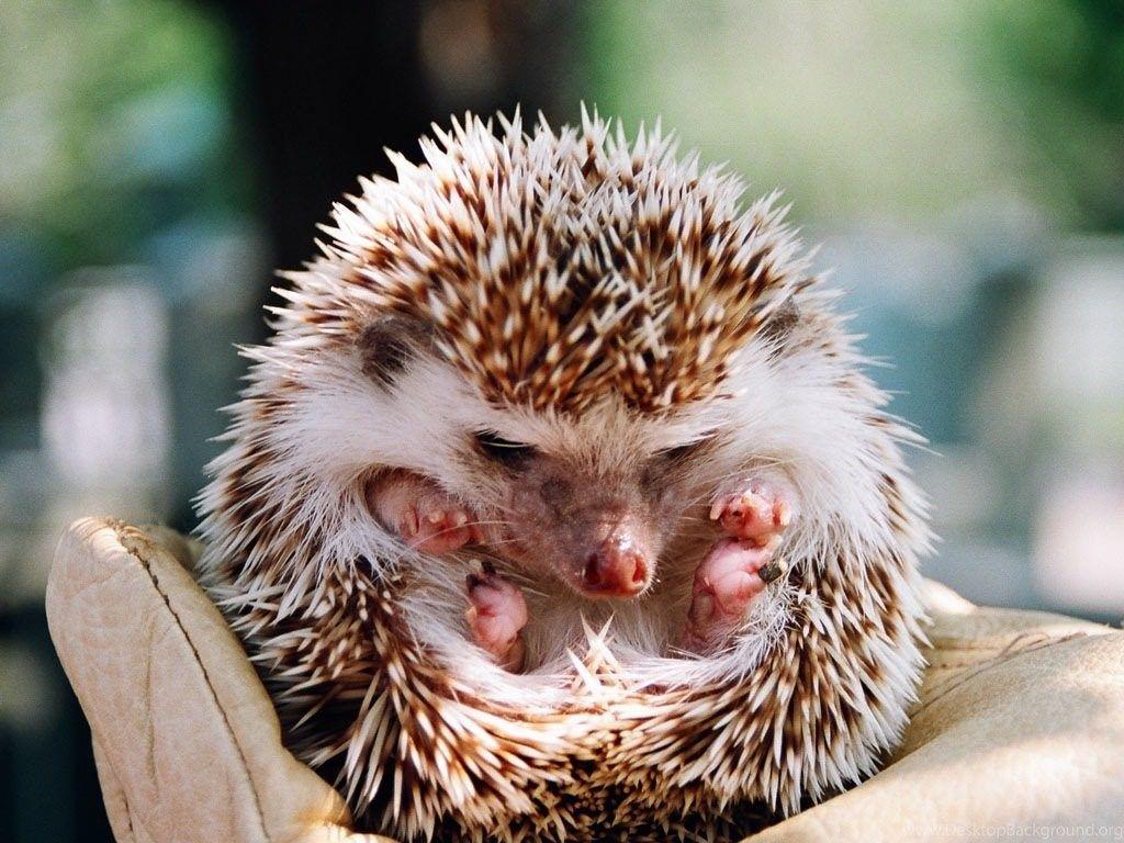 1024x768 Download Cute Baby Animal Wallpaper Wide Desktop Background