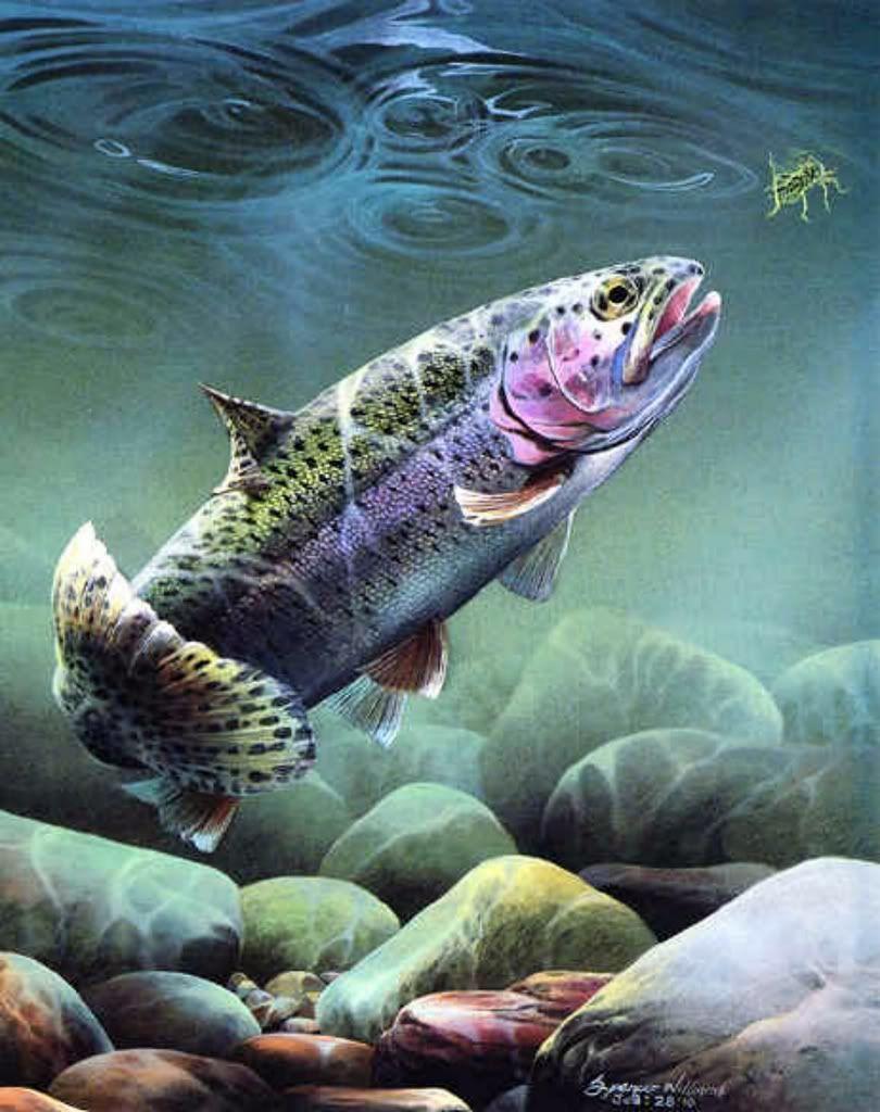 Rainbow Trout (Absinthe) Wallpaper main image 1