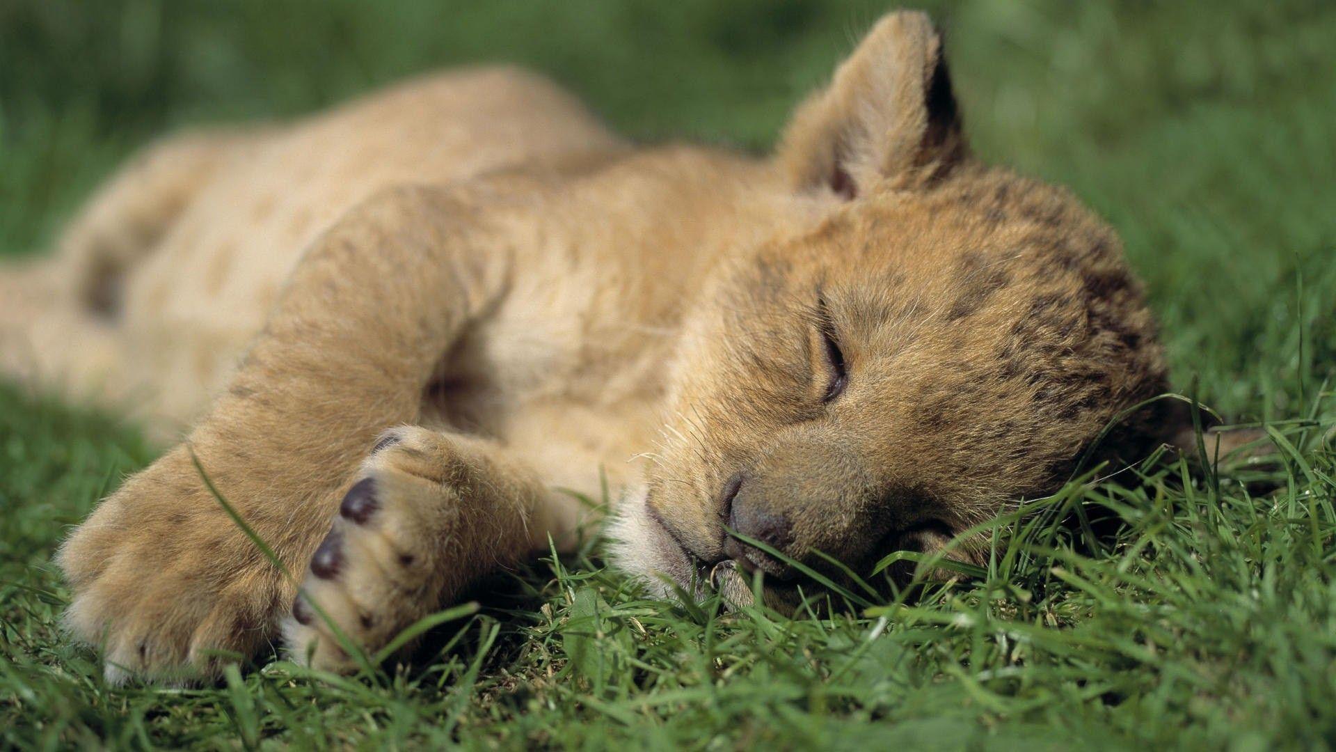 1920x1080 Dễ thương Baby Lion Cub Sleeping Hình nền HD đẹp mắt - Nhận hình nền HD miễn phí https://wallpaperaccess.com/full/472927.jpg