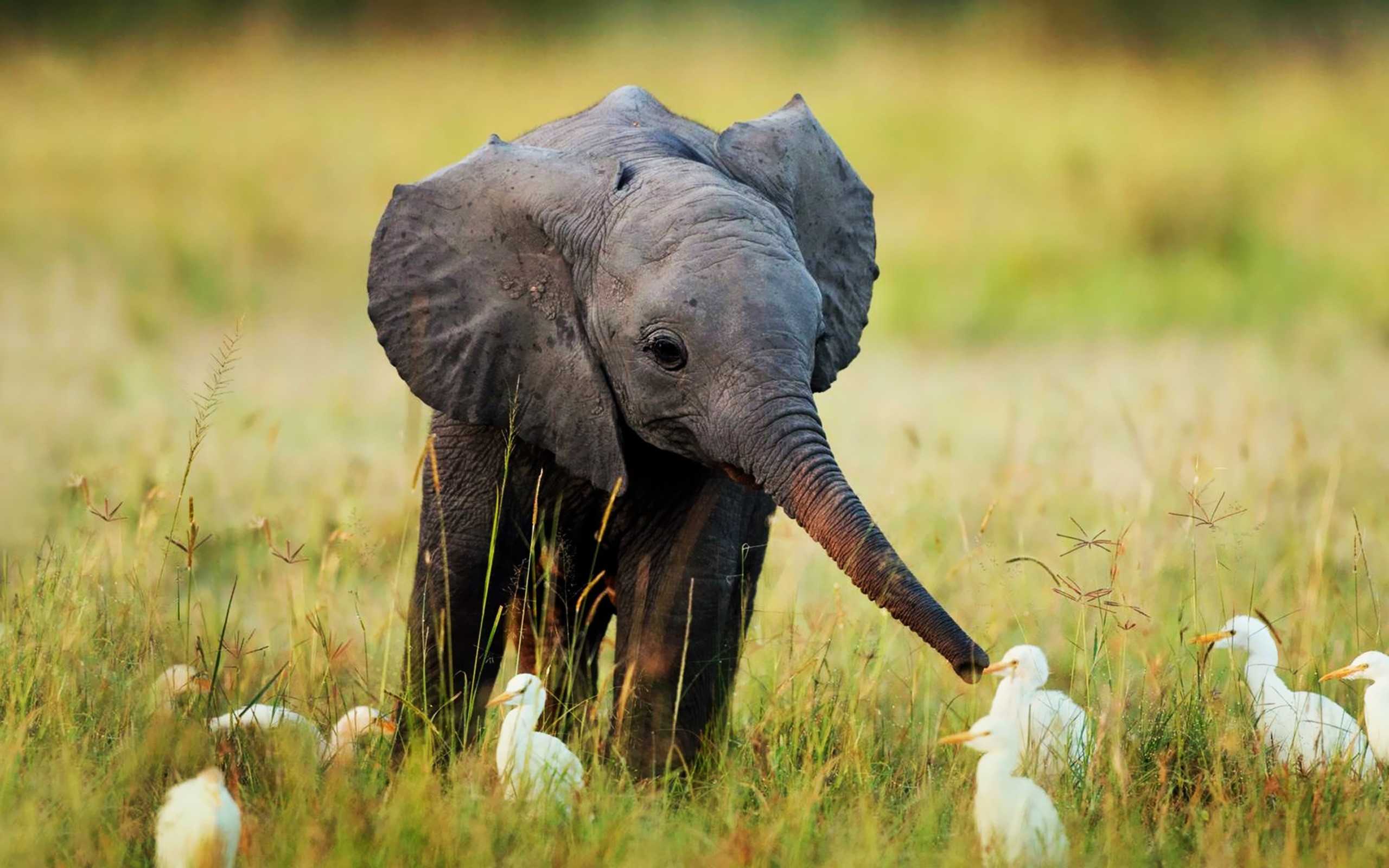 2560x1600 Cute Baby Animals Wallpaper Of Mobile Phones High Quality Qimplink