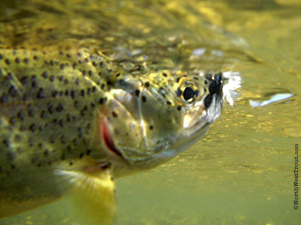 1024x768 Rainbow Trout Picture Free. Rainbow Trout Wallpaper