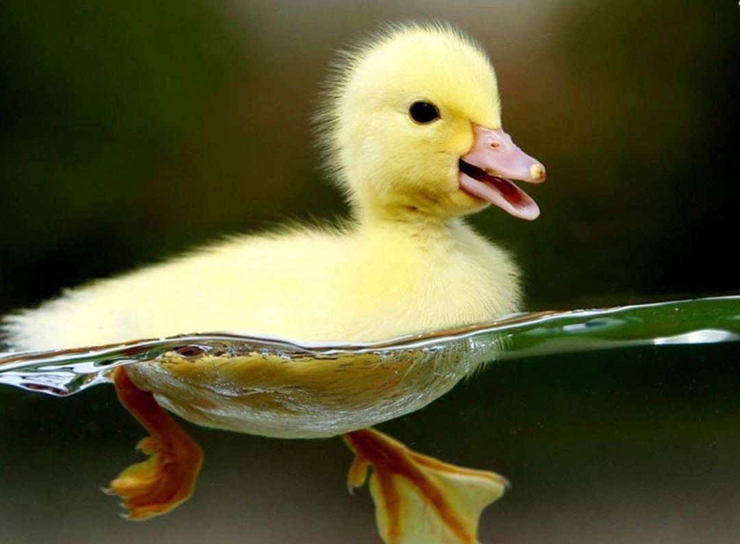 1080x794 Excellent 2016 Wallpaper Pack: Cute Baby Animal Picture, p.551