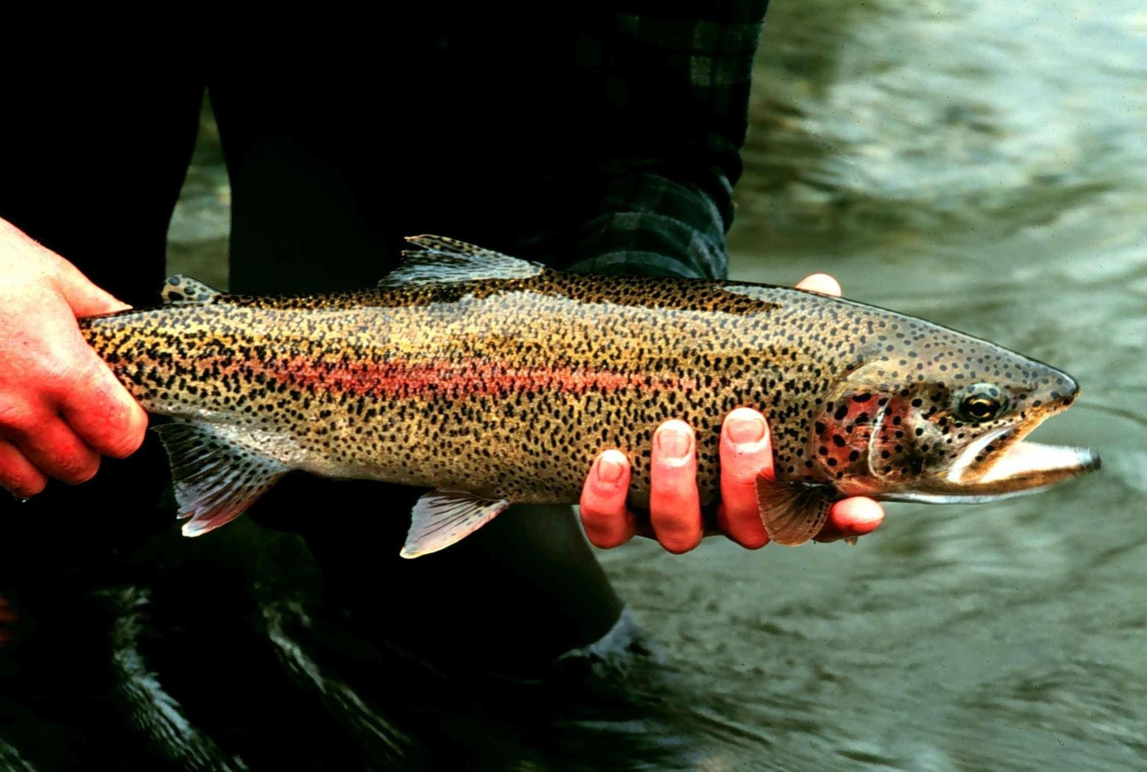 Rainbow Trout Wallpapers - Top Free Rainbow Trout Backgrounds