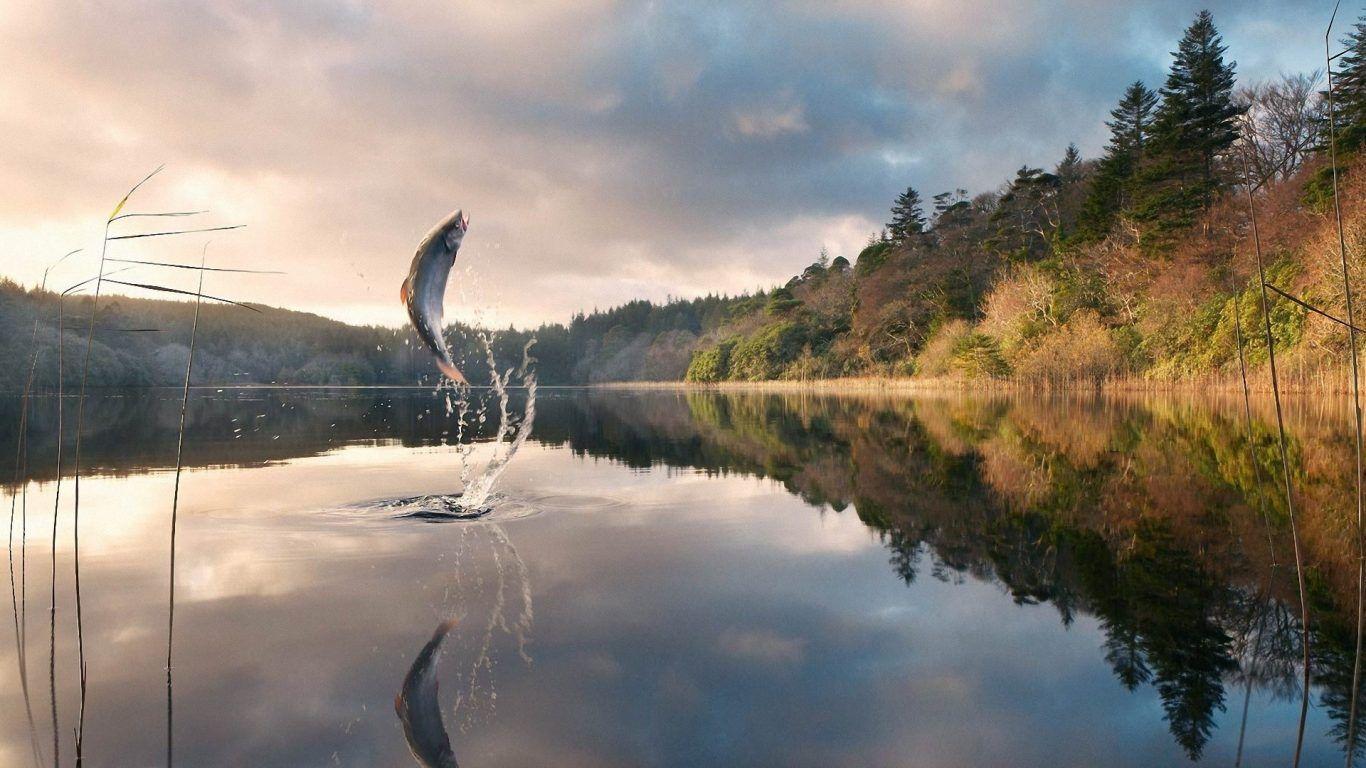 1366x768 Lakes: Rainbow Trout Fishing Eddie Casting Big Fish Pay Lake Effort