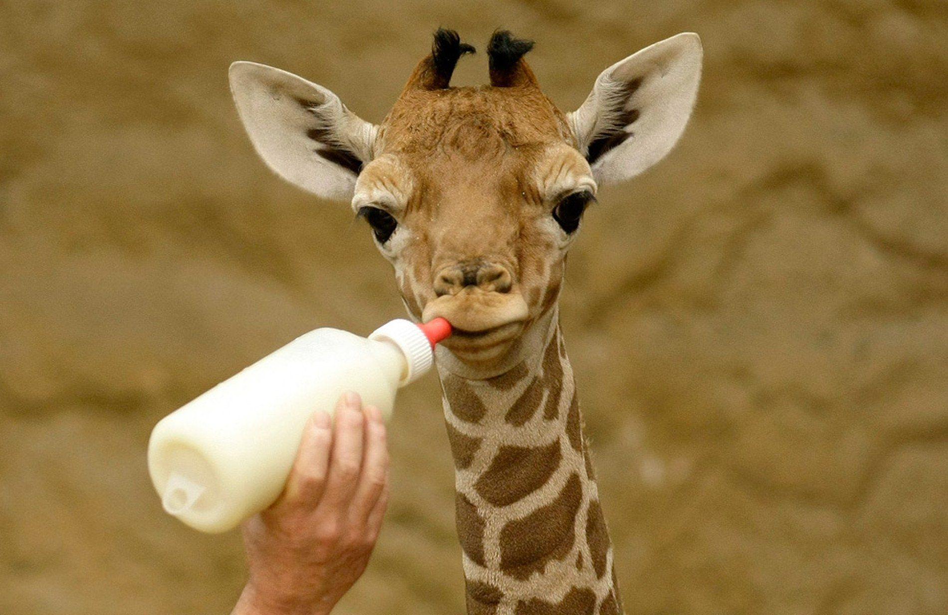 1900x1232 Baby giraffe wallpaper