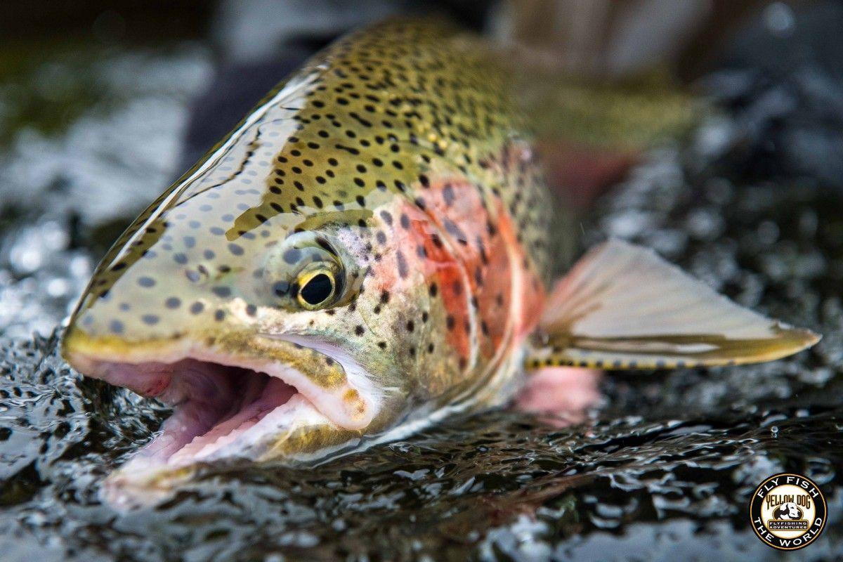 Rainbow Trout Wallpapers - Top Free Rainbow Trout Backgrounds