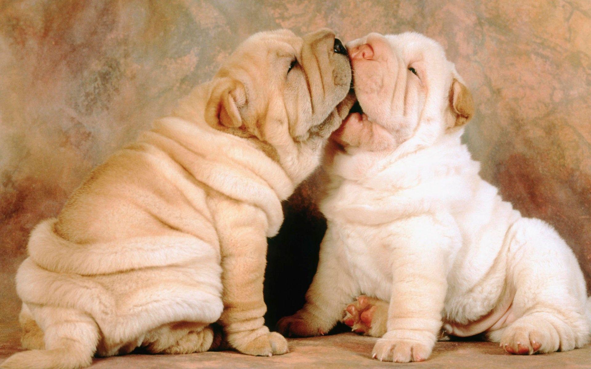1920x1200 Baby Animals: Pei Shar Puppies Cute Baby Animal Wallpaper Desktop