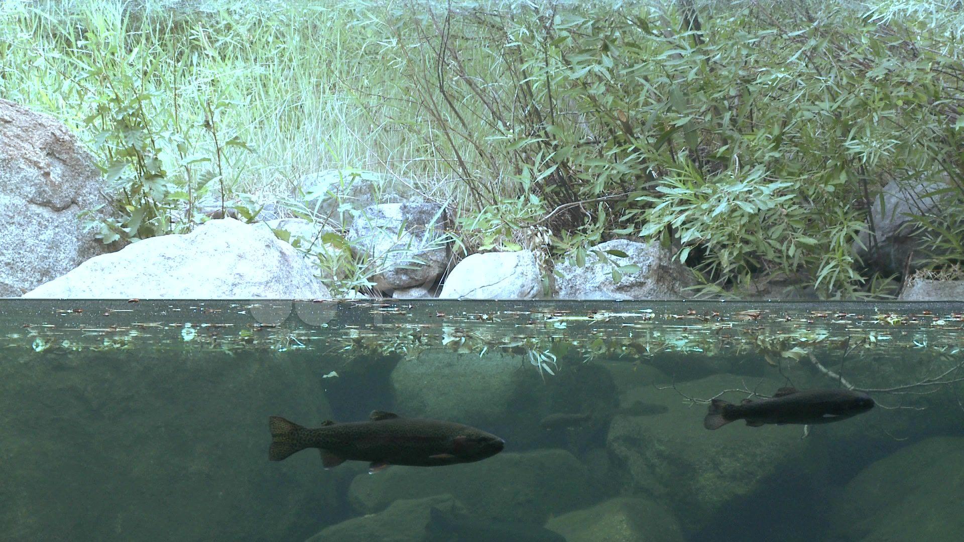 1920x1080 Water split level shot of rainbow trout in stream. Video
