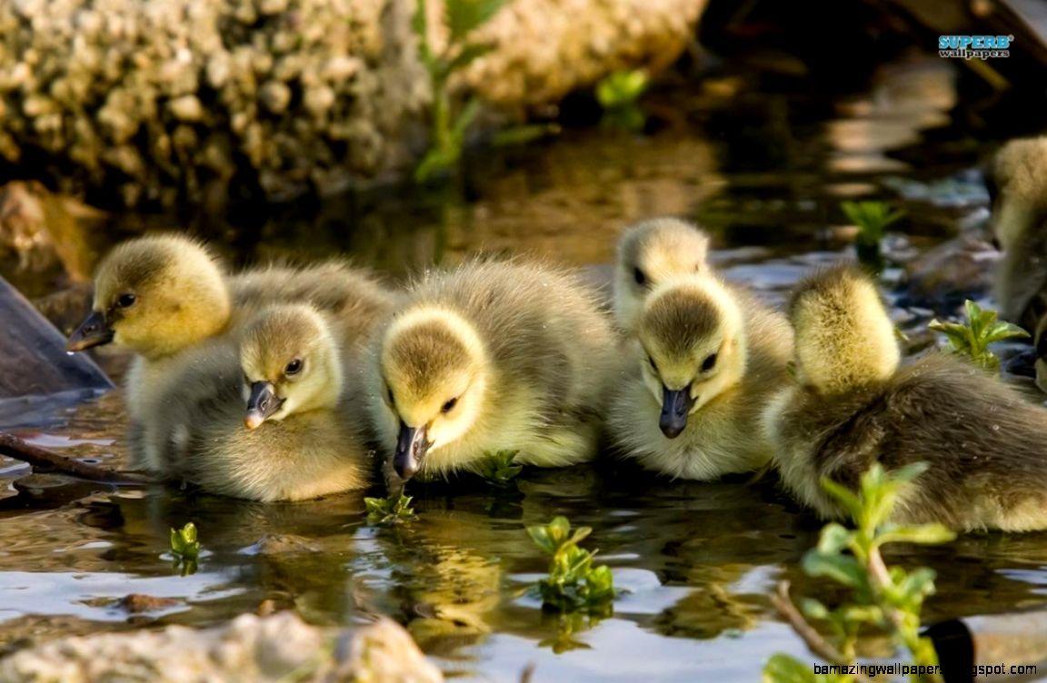 1152x752 Cute Wild Baby Animal Wallpaper
