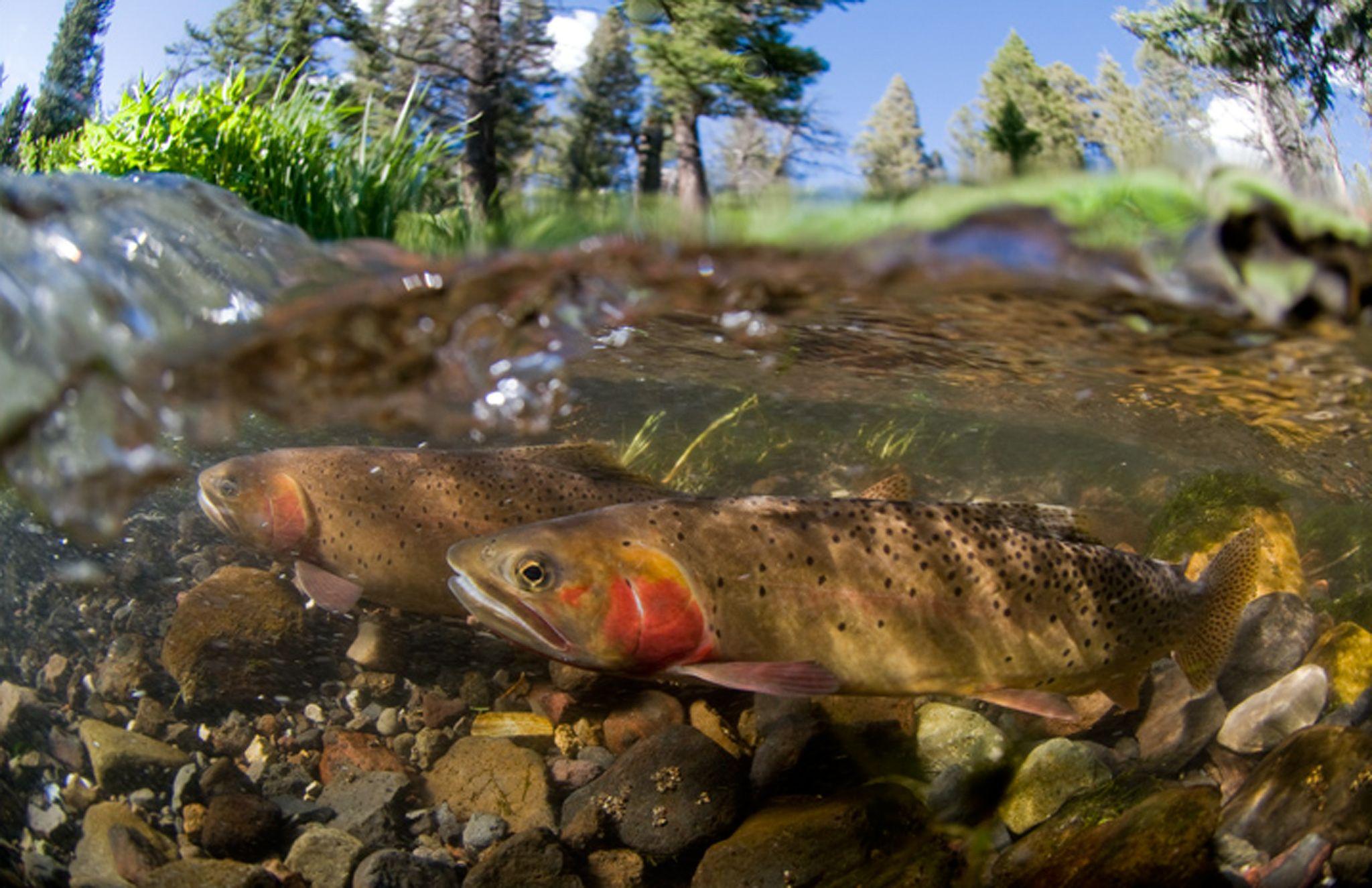 Lake trout. Форель в озере Харатас. Таймень рыба. Радужная форель нерест. Форель и хариус.