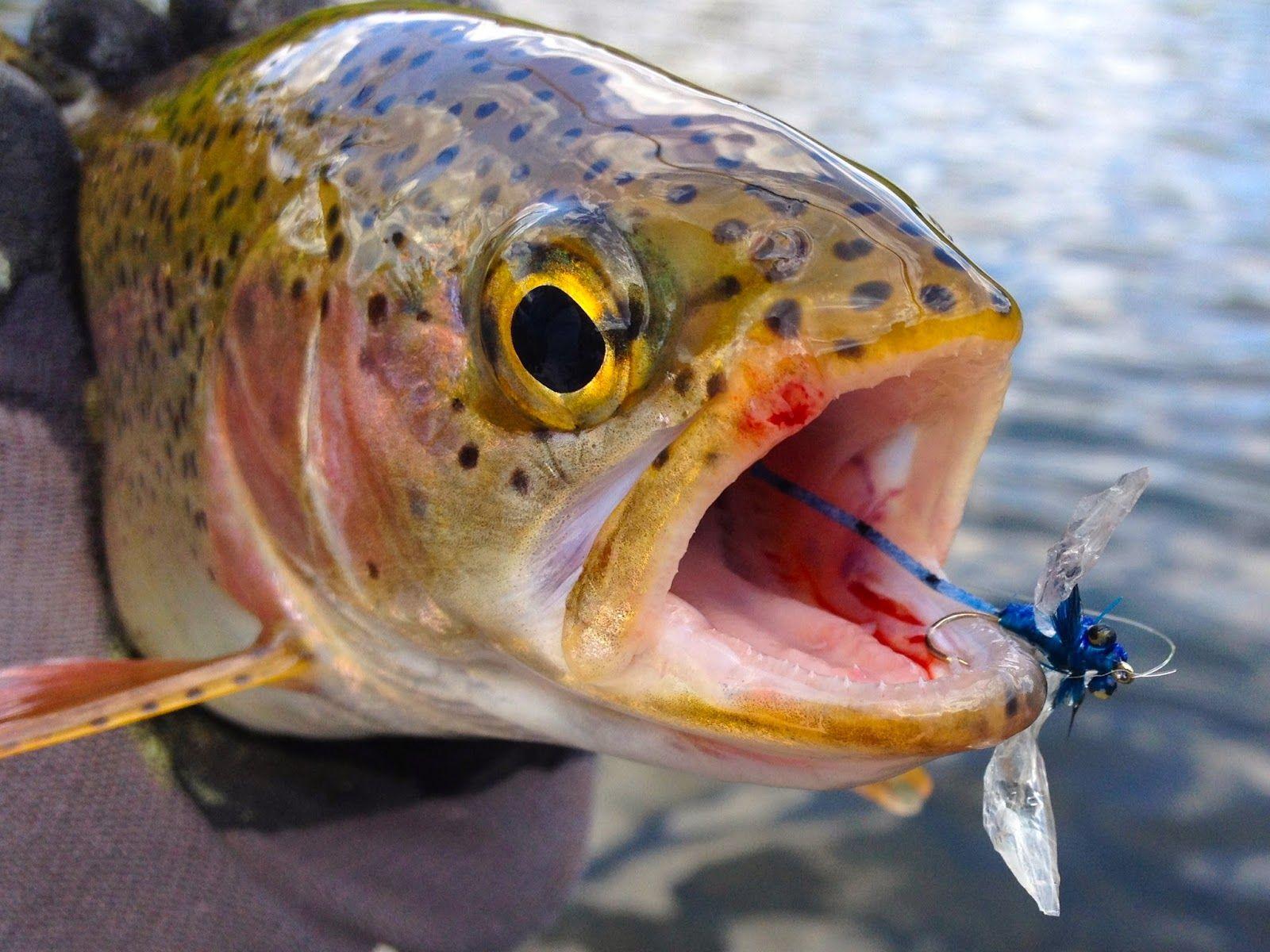 1600x1200 Free Download Nice Rainbow Trout Image