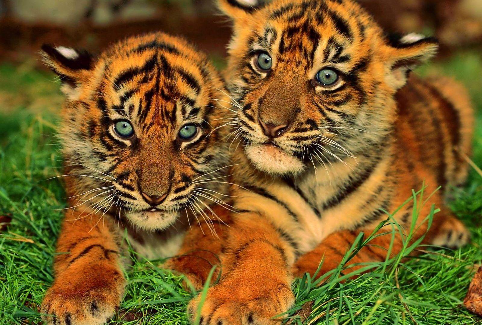 1600x1080 Other: Animals Cute Baby Tigers World Best Animal Wallpaper HD 16:9