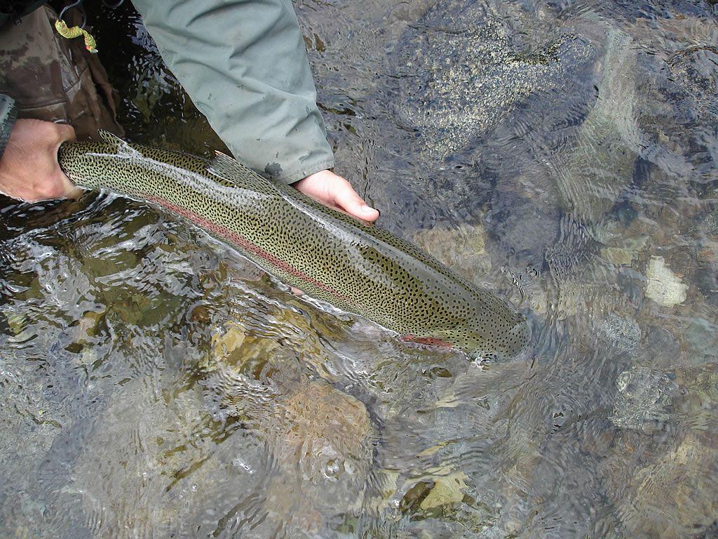 1024x768 Naknek Rainbow Trout