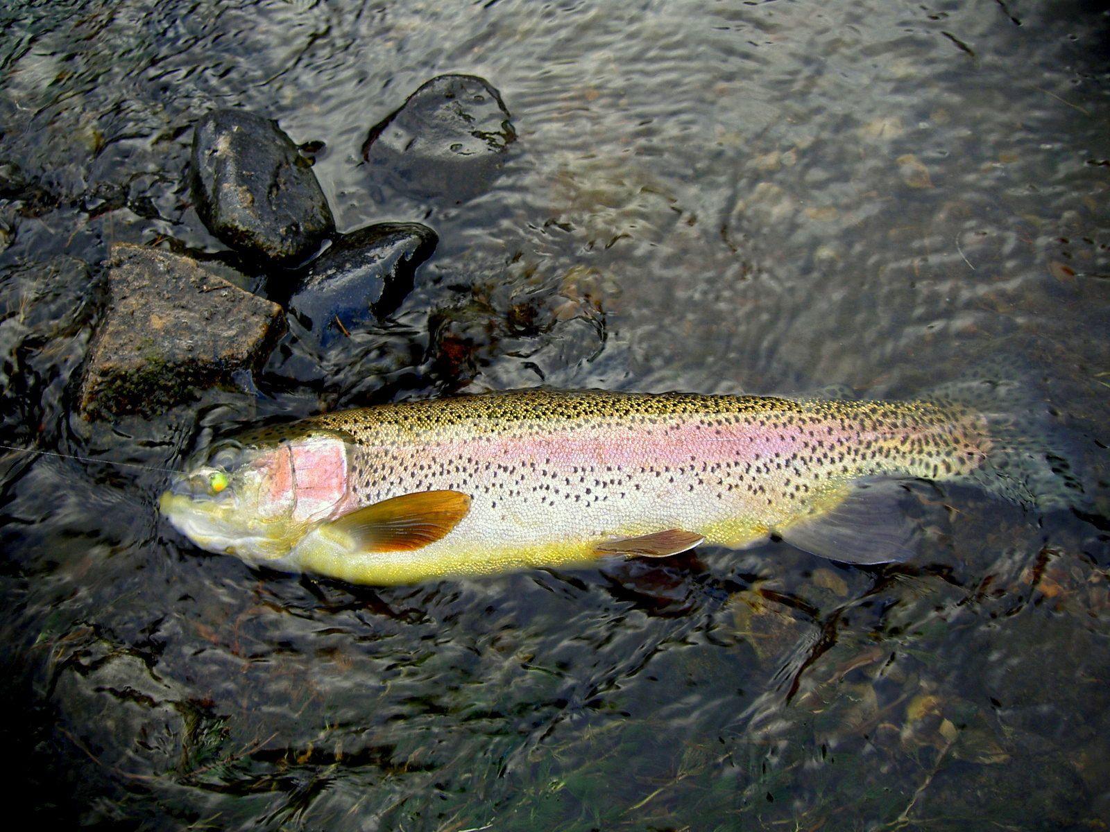1600x1200 Different Types of Trout Fish with Picture