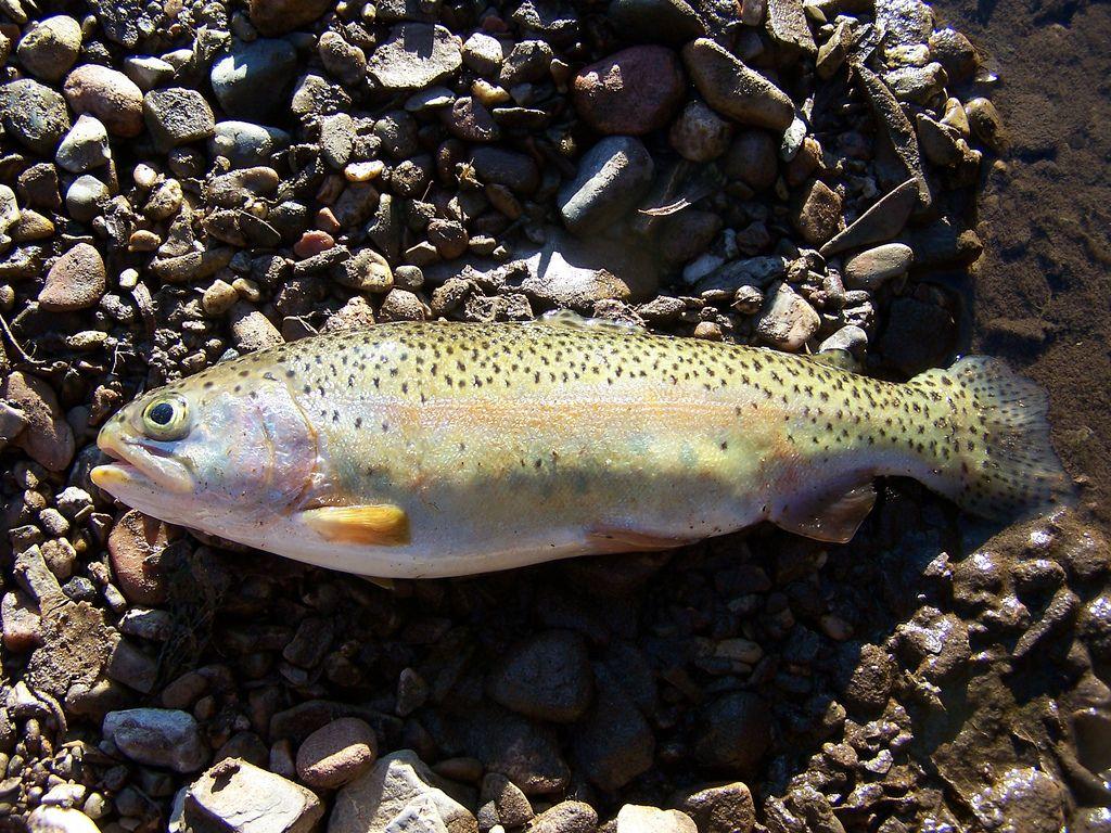 1024x768 FAT RAINBOW TROUT. A fat 13in. Rainbow I caught out of a l