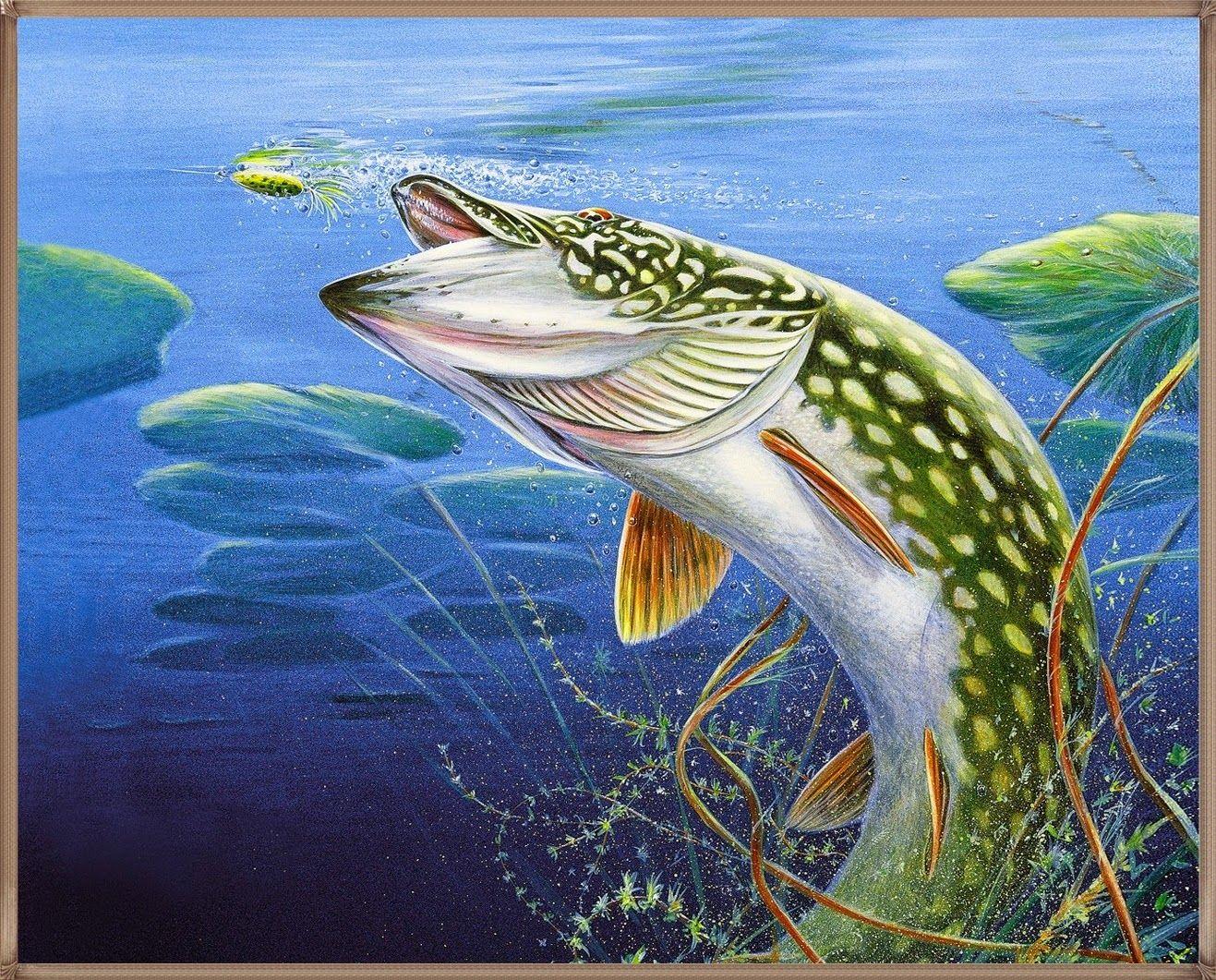 1317x1061 Trout Fish