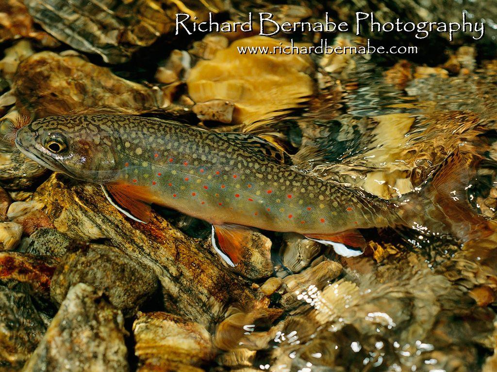 1024x768 Fly Fishing NC Wallpaper