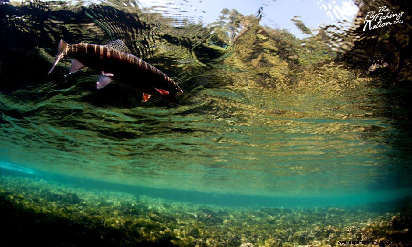 1353x810 Rainbow Trout Fishing Wallpaper