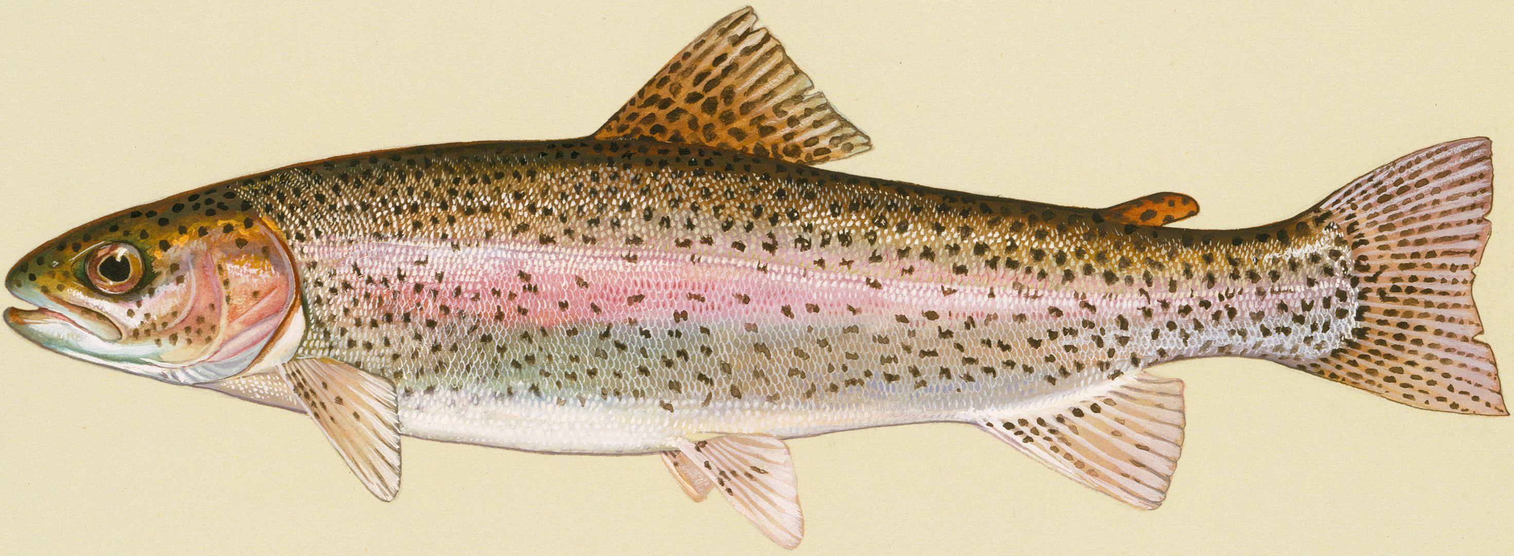 2940x1080 Rainbow trout photo and wallpaper. Cute Rainbow trout picture