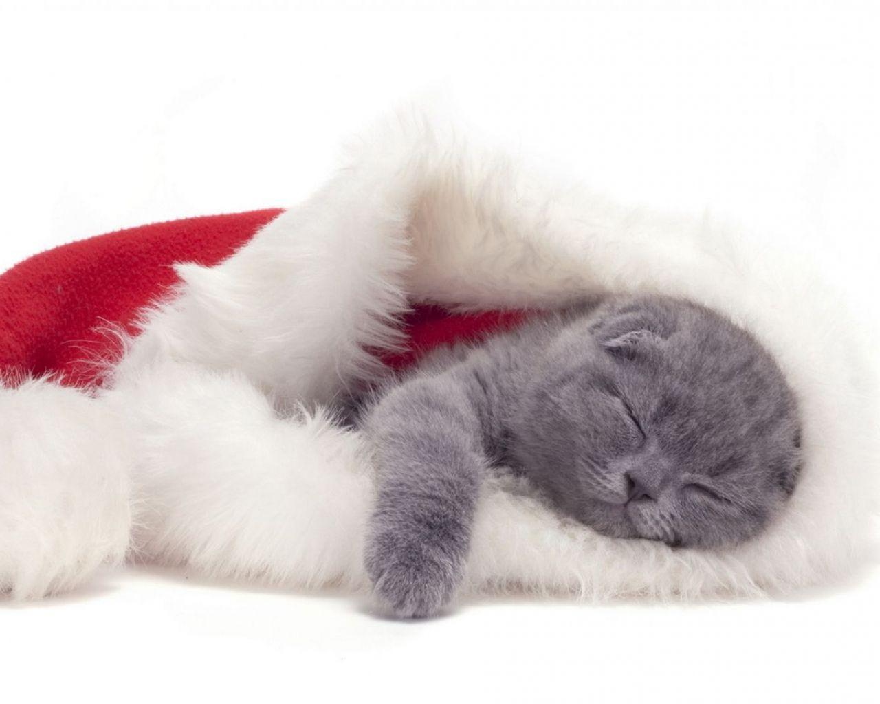 1280x1024 Free download Small Scottish Fold cat is sleeping in a Christmas hat [1920x1079] for your Desktop, Mobile & Tablet. Explore The Cat In The Hat Wallpaper. The Cat In