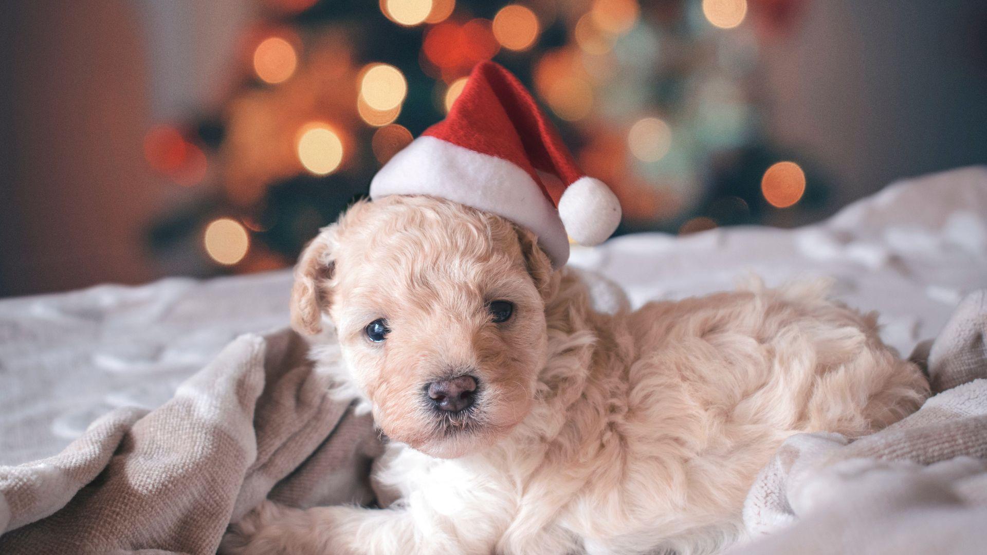 1920x1080 Cute Puppy with Christmas Hat Wallpaper