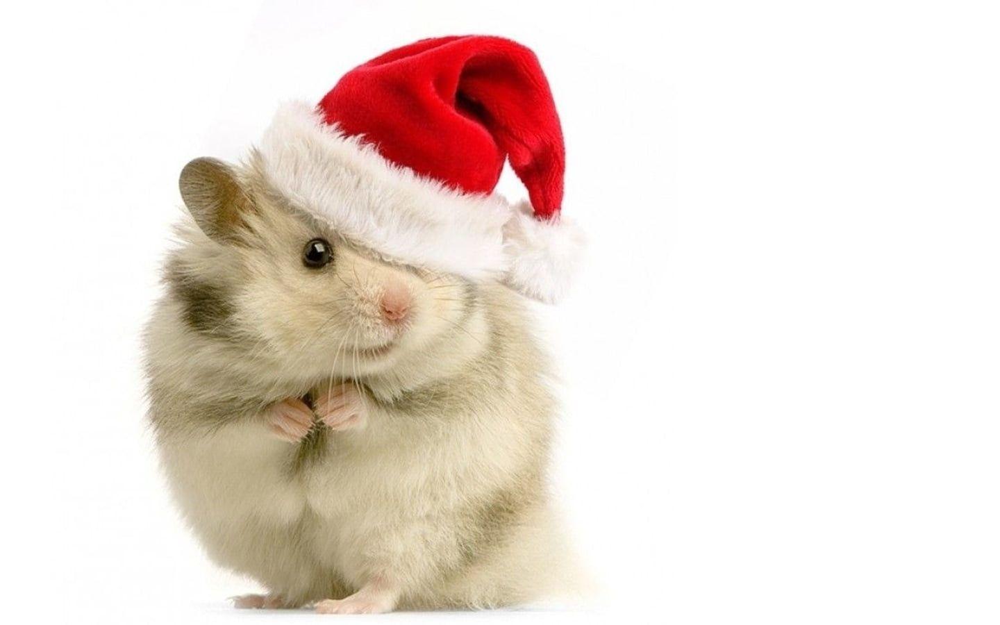 1440x900 Hamster With Christmas Hat Wallpaper & Background Download