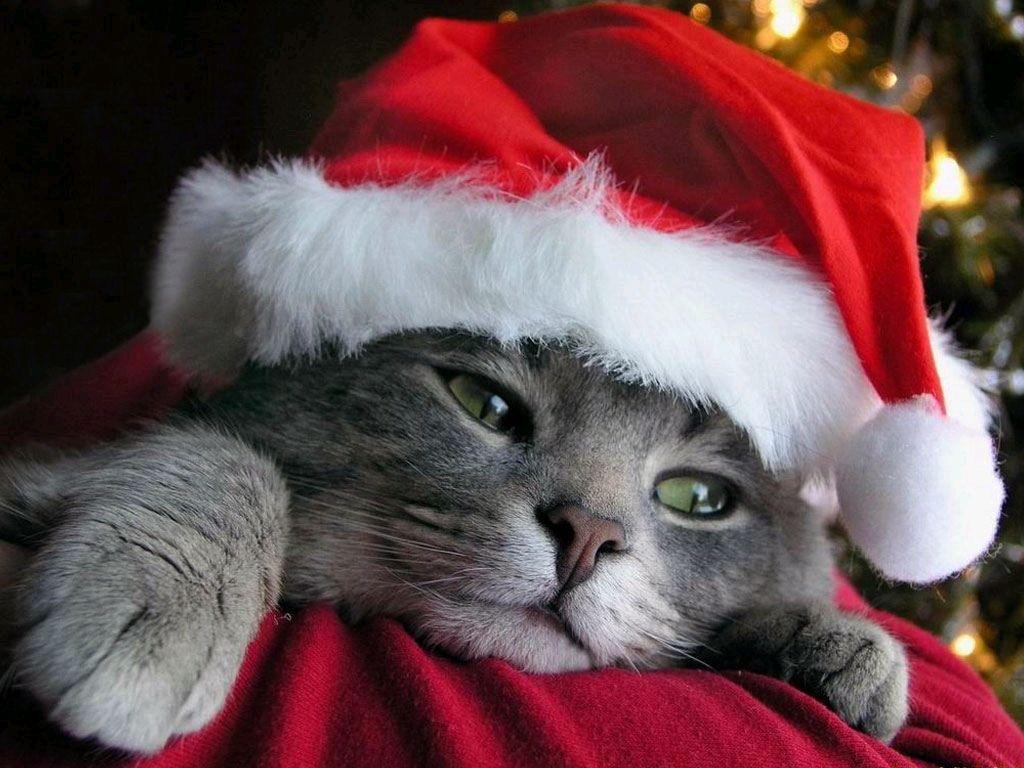 1024x768 Christmas Cat Santa Hat Wallpaper