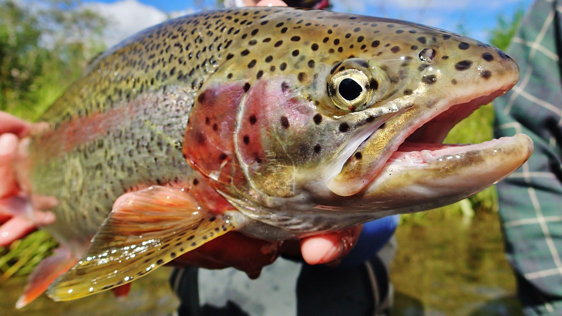 1920x1080 Free Download Nice Rainbow Trout Image