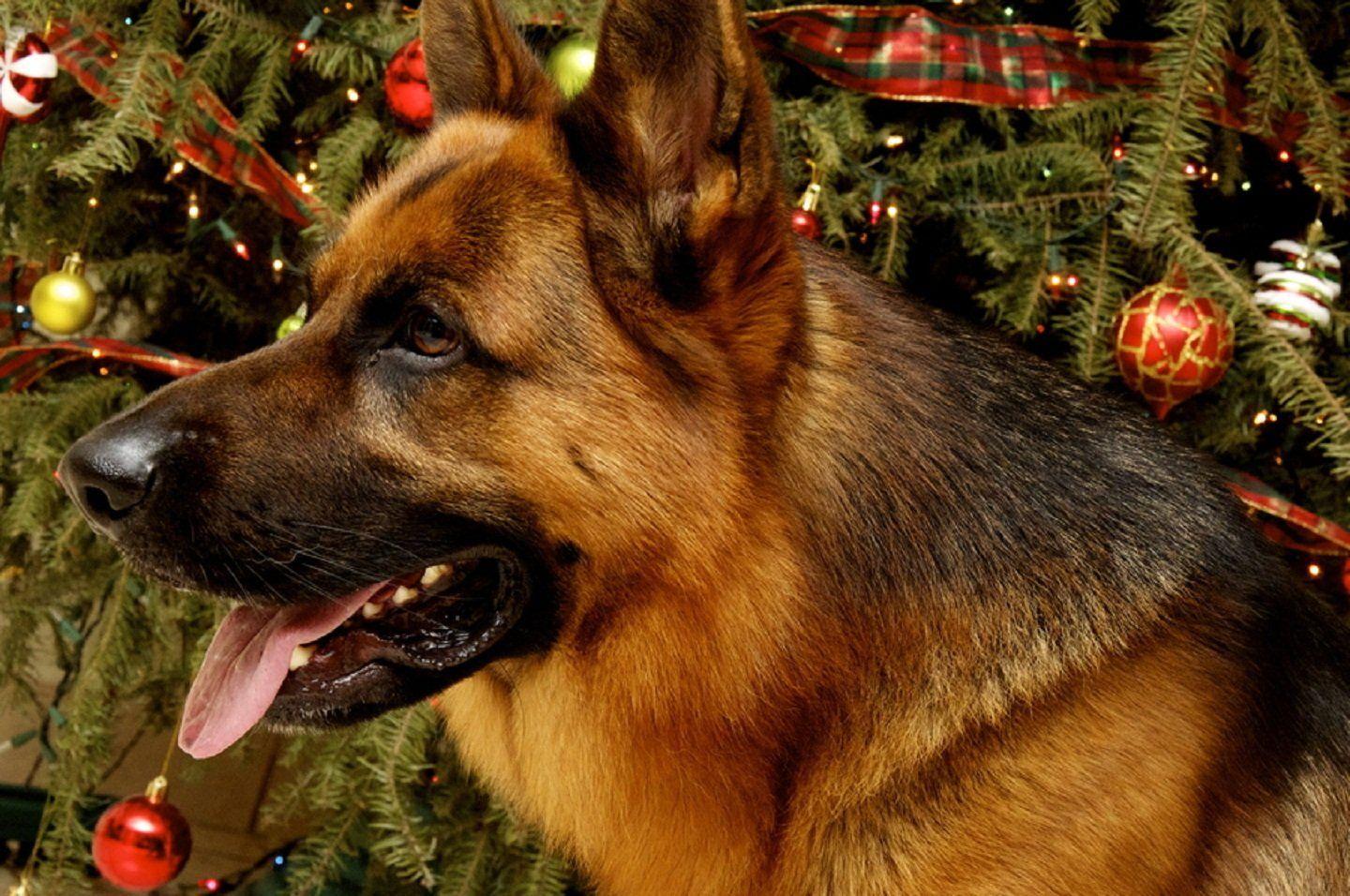 1440x956 Christmas German Shepherd Wallpaper
