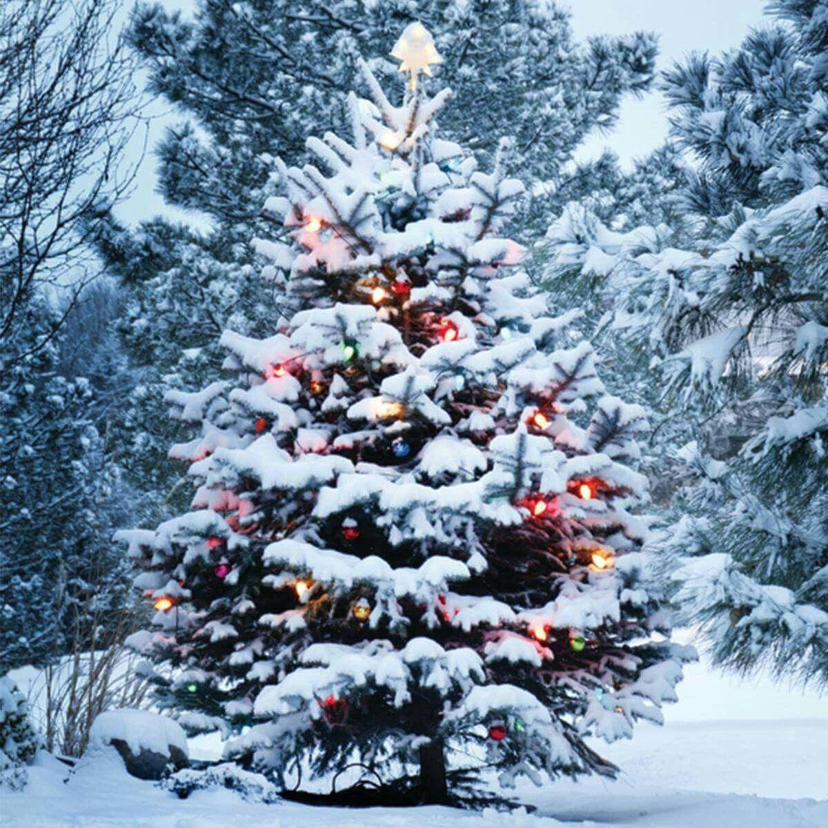 1200x1200 Outdoor Christmas tree. Wallpaper iphone christmas, Christmas tree wallpaper iphone, Tree wallpaper iphone