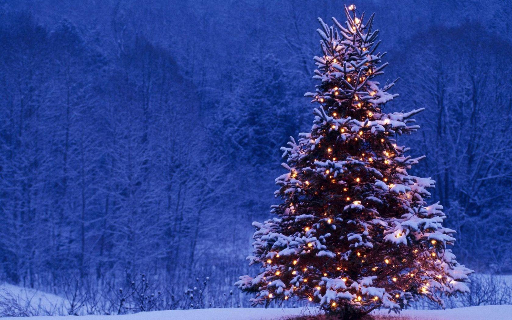 1680x1050 Christmas Tree Outside Wallpaper