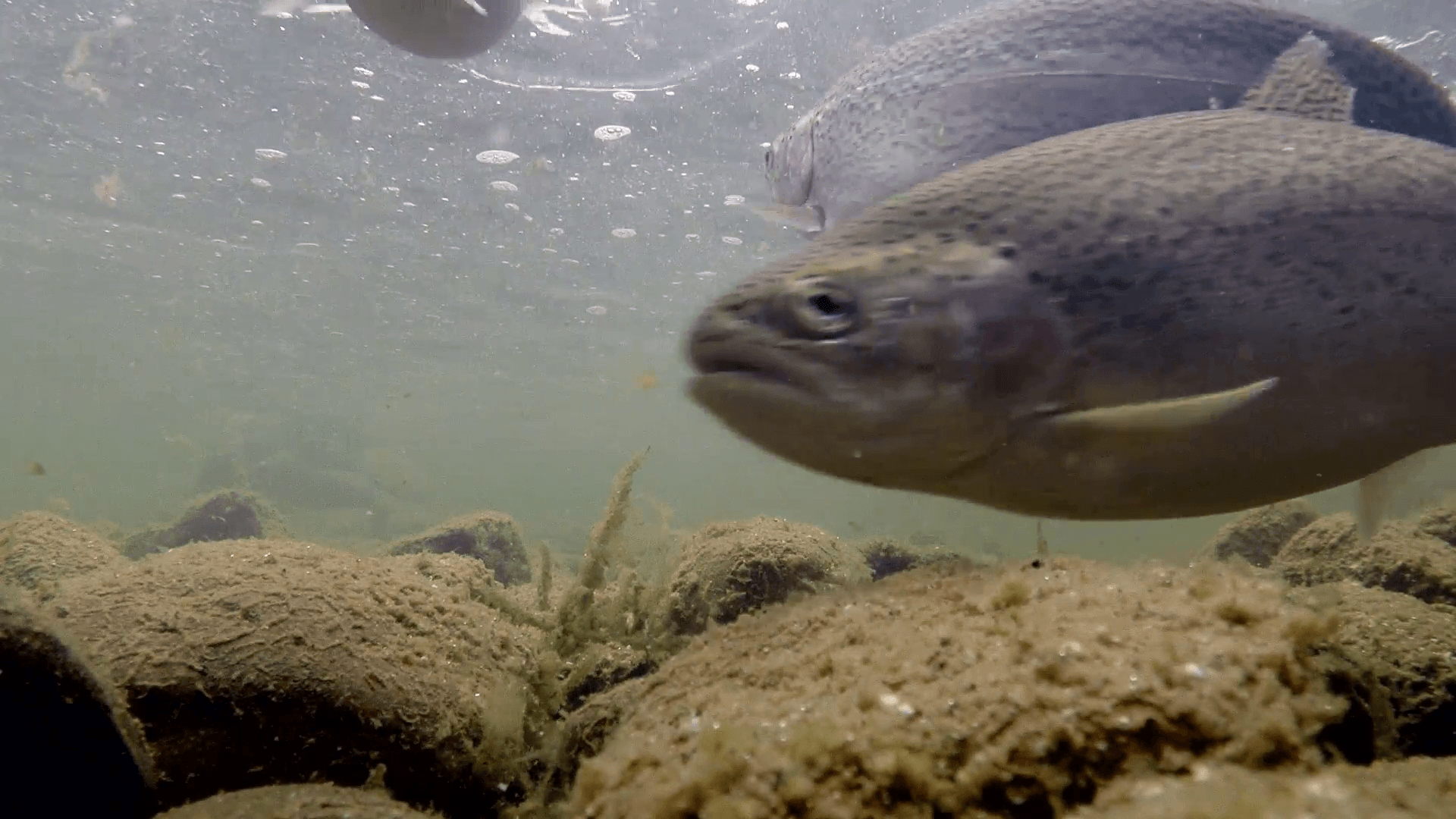 1920x1080 Rainbow Trout in the River Under Water. A flock of rainbow trout