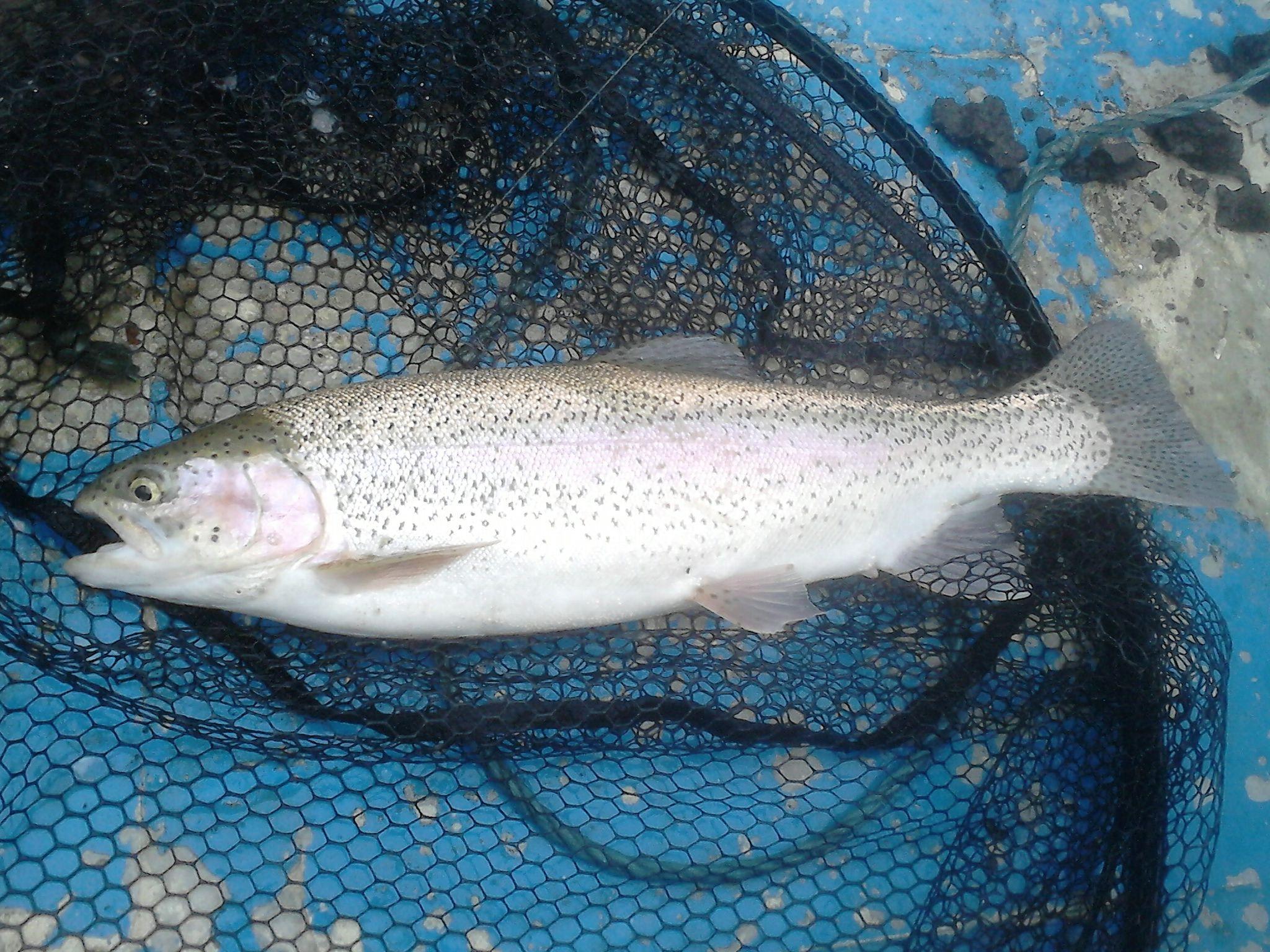 2048x1536 Irish Angling Update Fish rising well in the early mornings