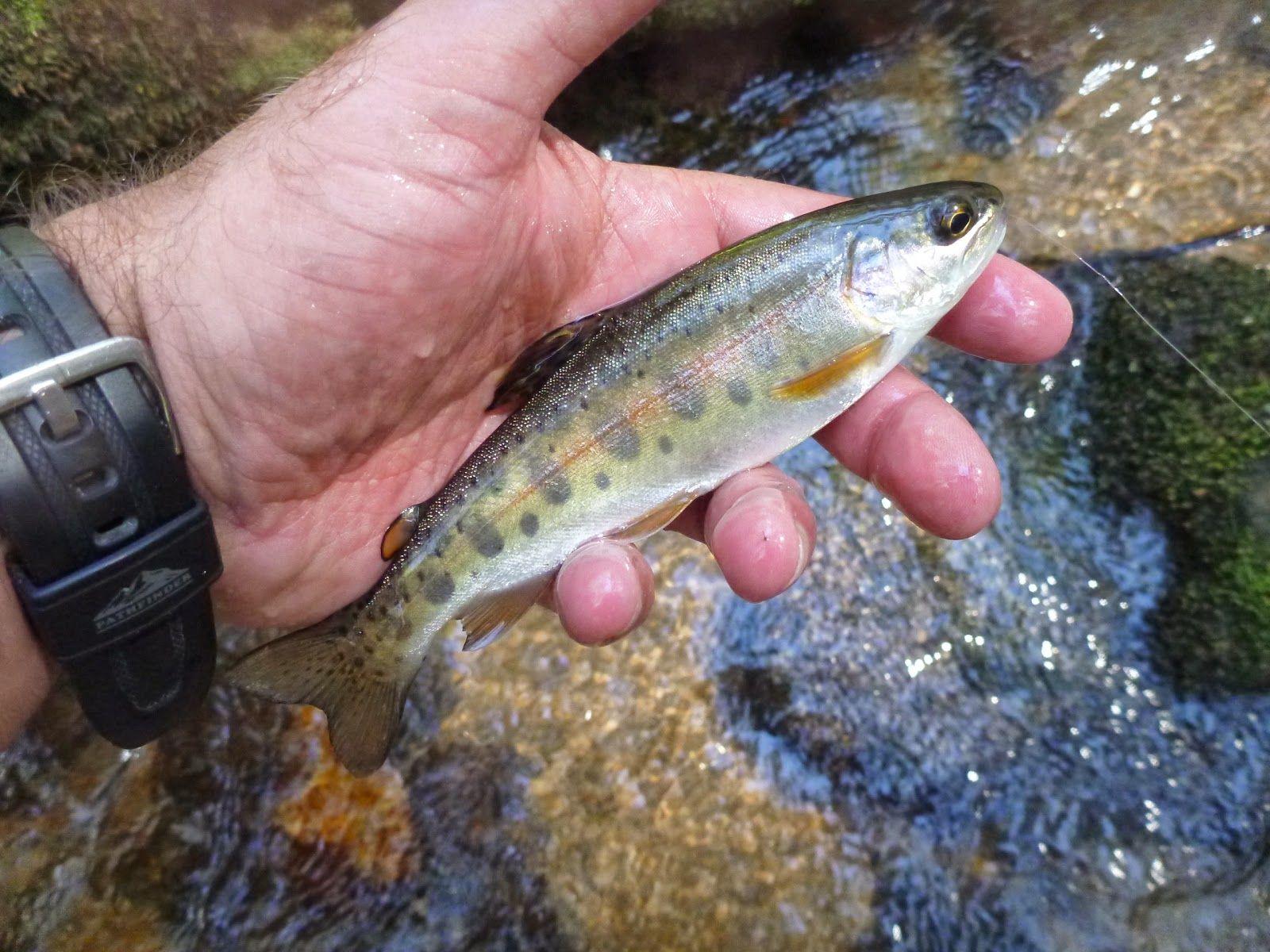 1600x1200 Southern Rainbows
