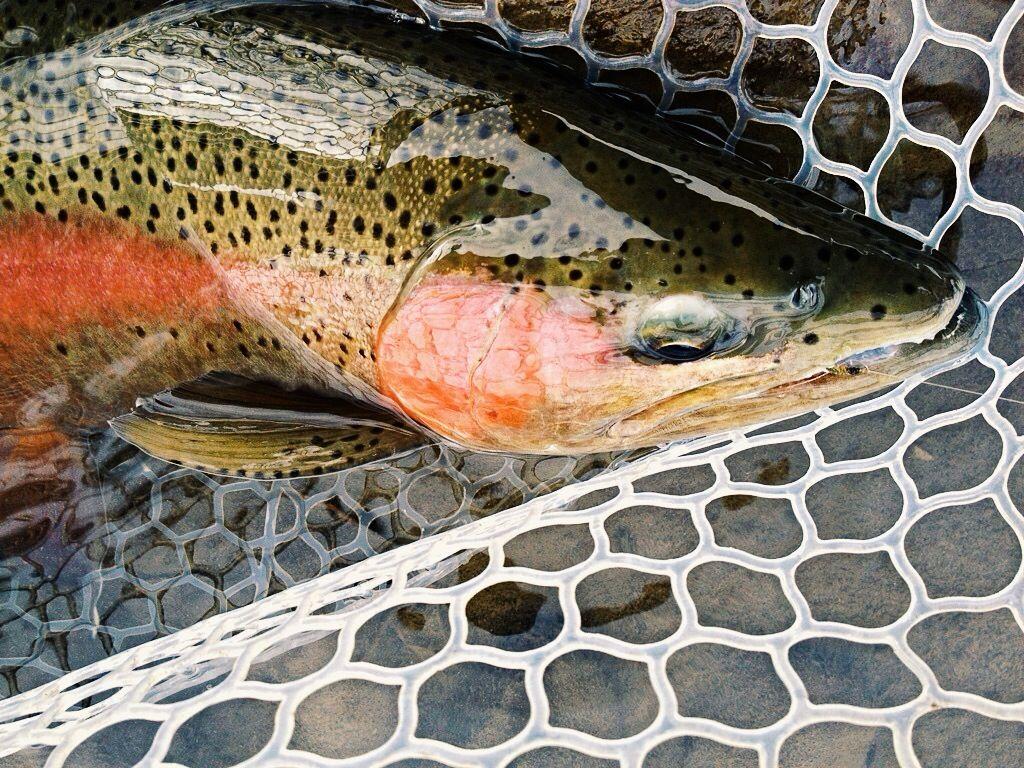 1024x768 December 2014 Fly Fishing Report