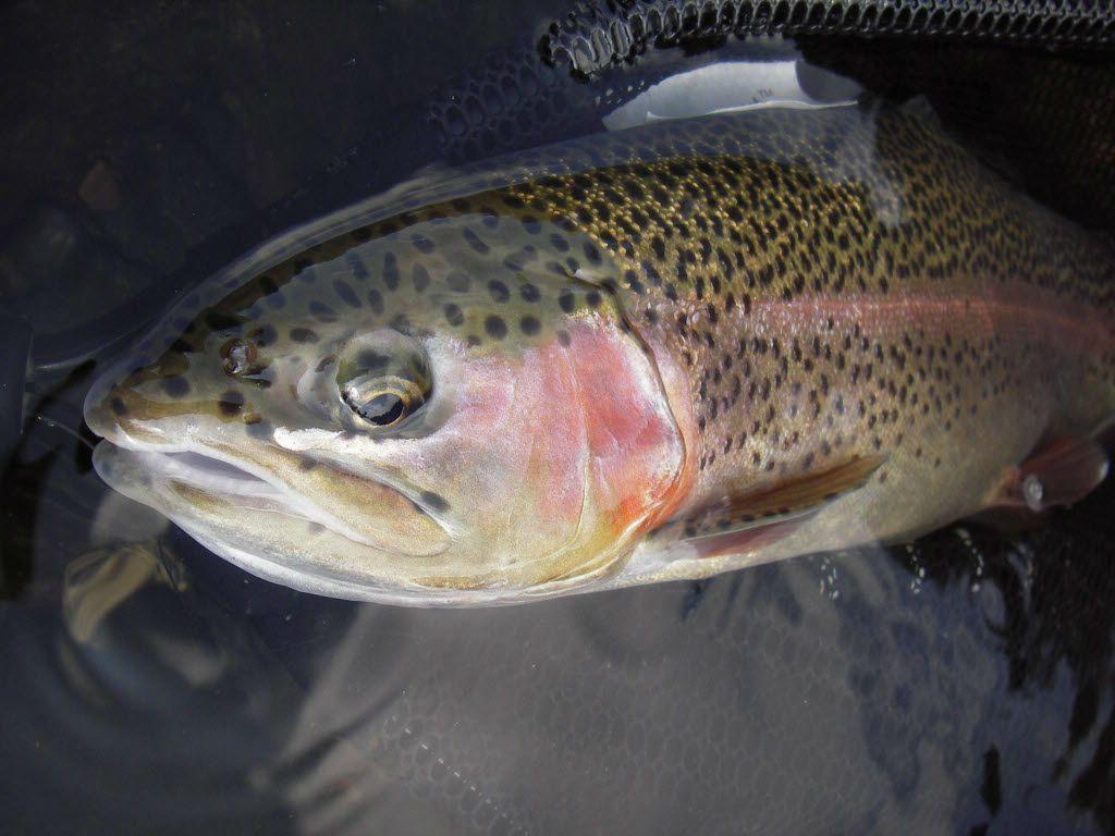 1024x768 A new record rainbow trout - from Mississippi?; Friday's weather