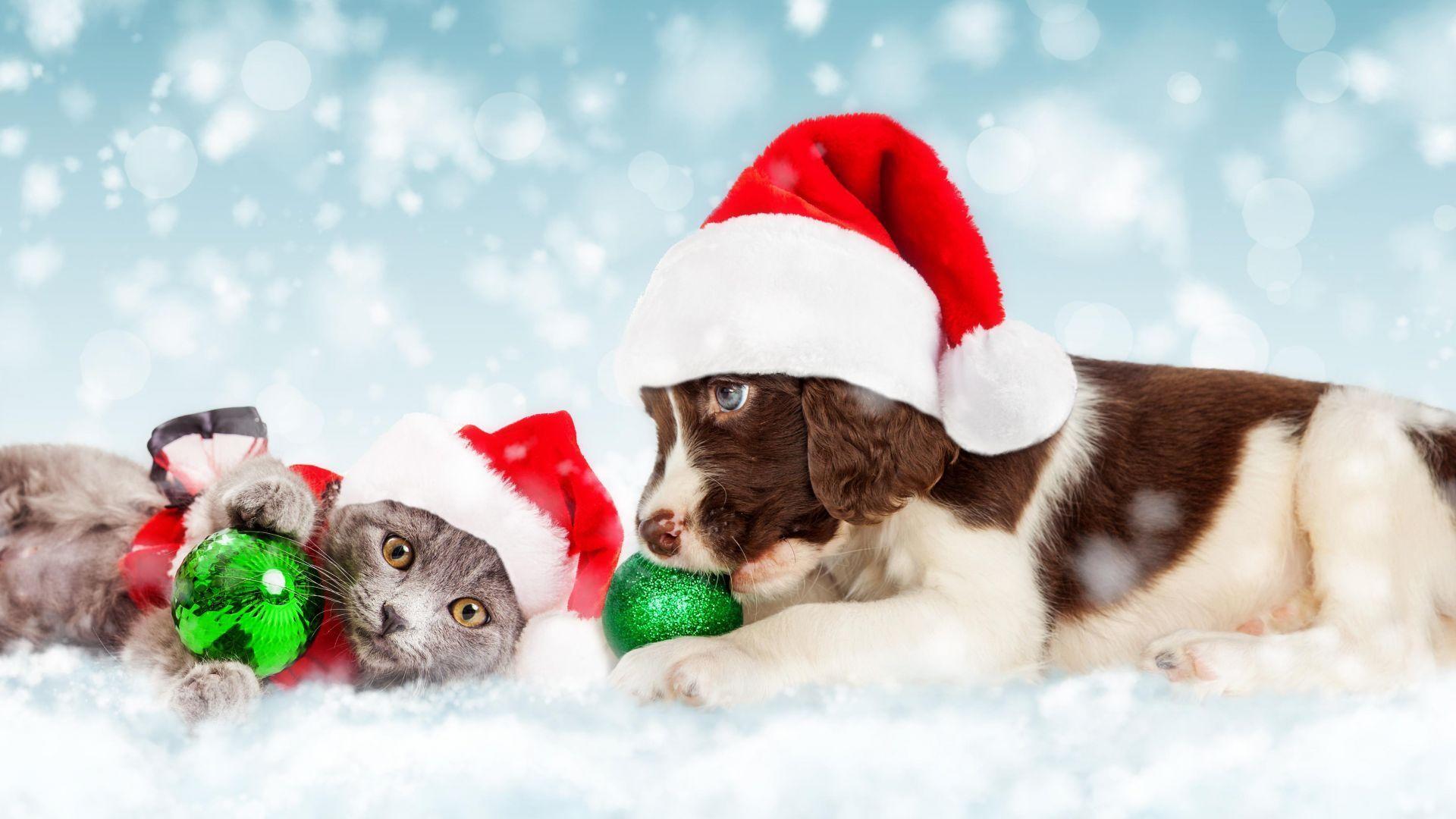 Cute Animal Christmas Wallpapers - Top Free Cute Animal Christmas ...