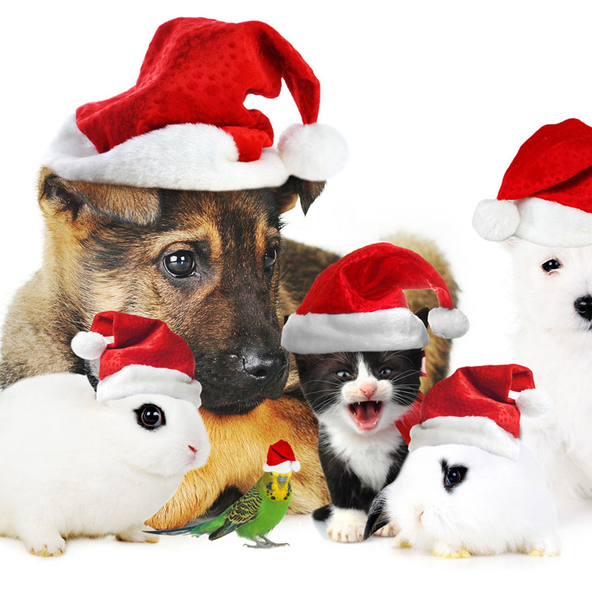 Cute Animal Christmas Wallpapers - Top Free Cute Animal Christmas