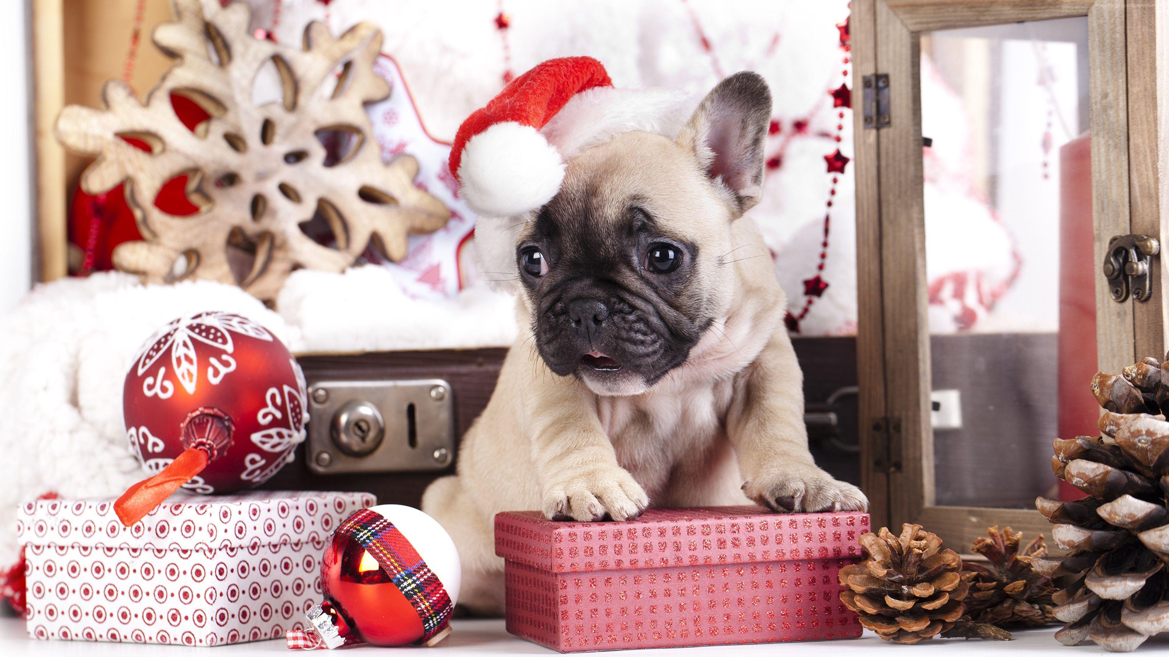 Cute Animal Christmas Wallpapers - Top Free Cute Animal Christmas