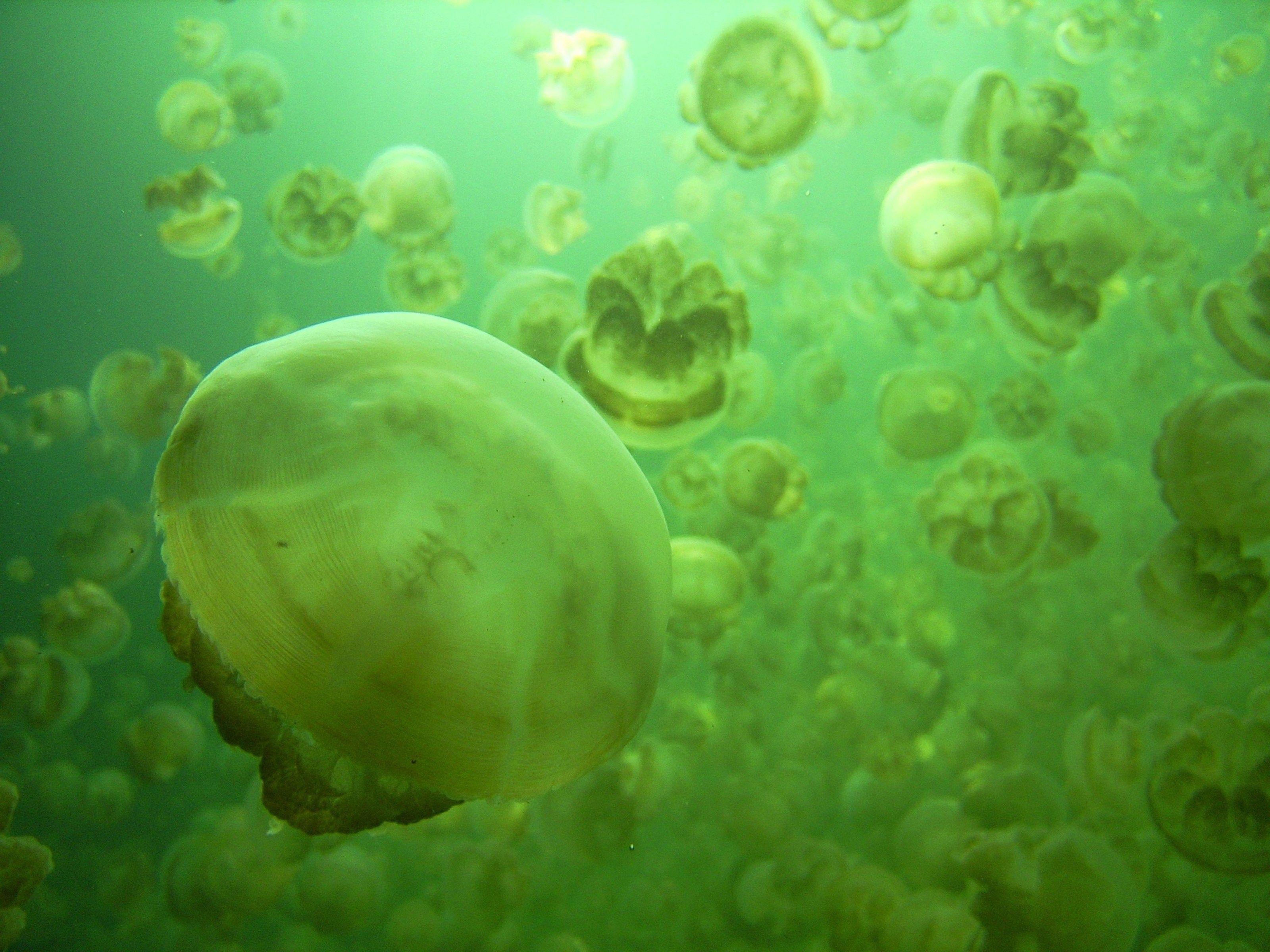 3200x2400 Fishes: Green Nature Jellyfish Discus Aquarium Fish Image for HD 16
