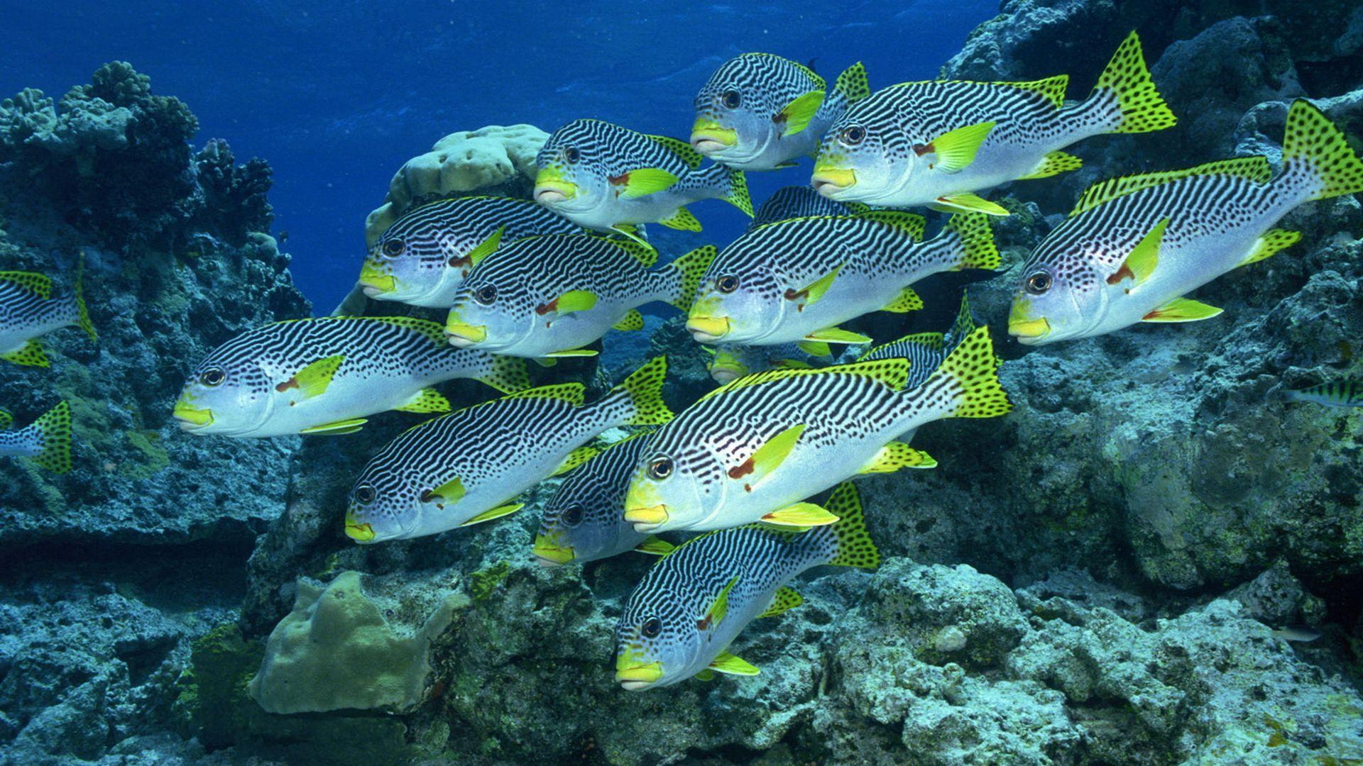 1920x1080 Free Wallpaper. Fish