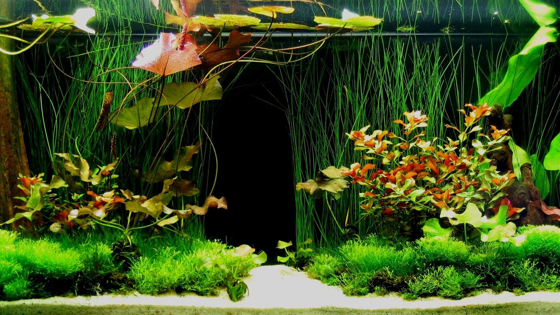 1920x1080 live fish water wallpaper koi free live wallpaper android 3