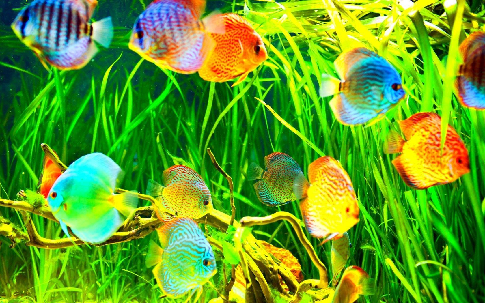 1680x1050 Fishes: Fishes Underwater Fish Sea Ocean Sealife Nature Swimming