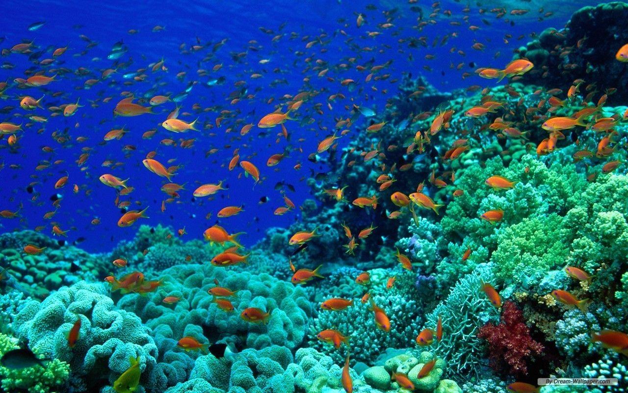 1280x800 Fish Green Vibrant Water Blue Ocean Orange Red White Sea Marine
