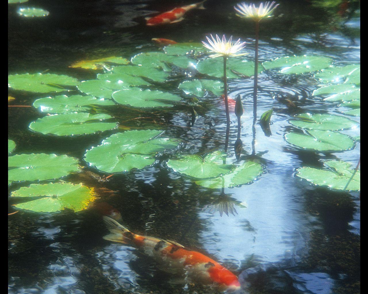 1280x1024 Koi Fish Pond Wallpaper, Koi Fish Pond Image Galleries,. W.Web