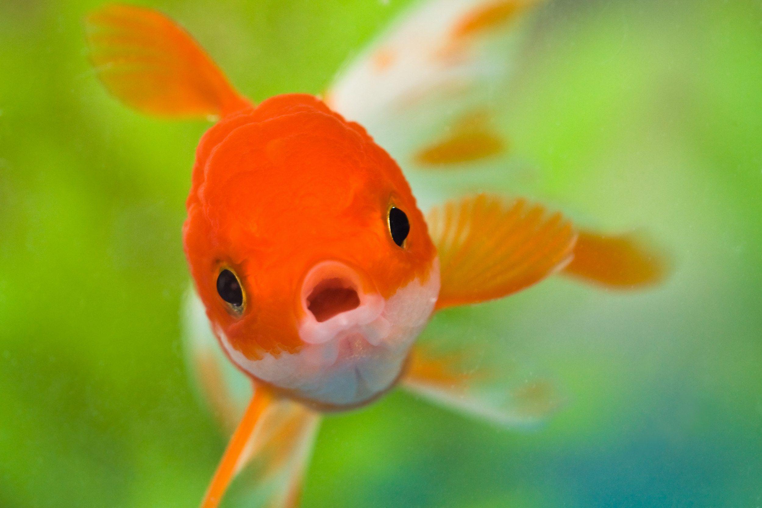 2500x1666 Goldfish HD Wallpaper and Background Image