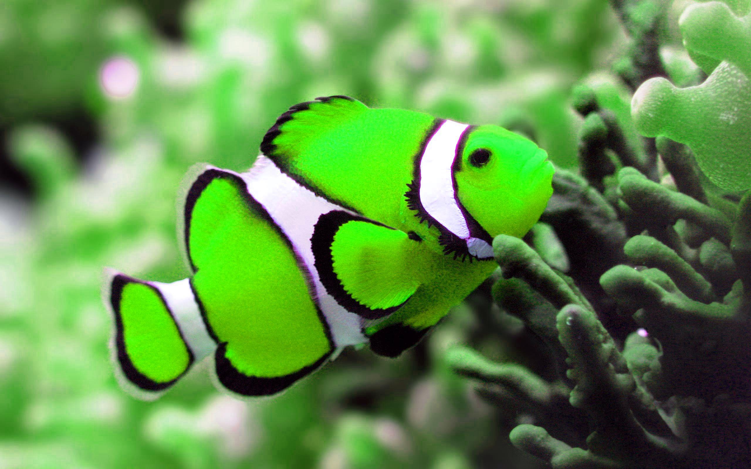 Green Koi Fish Wallpapers - Top Free Green Koi Fish Backgrounds